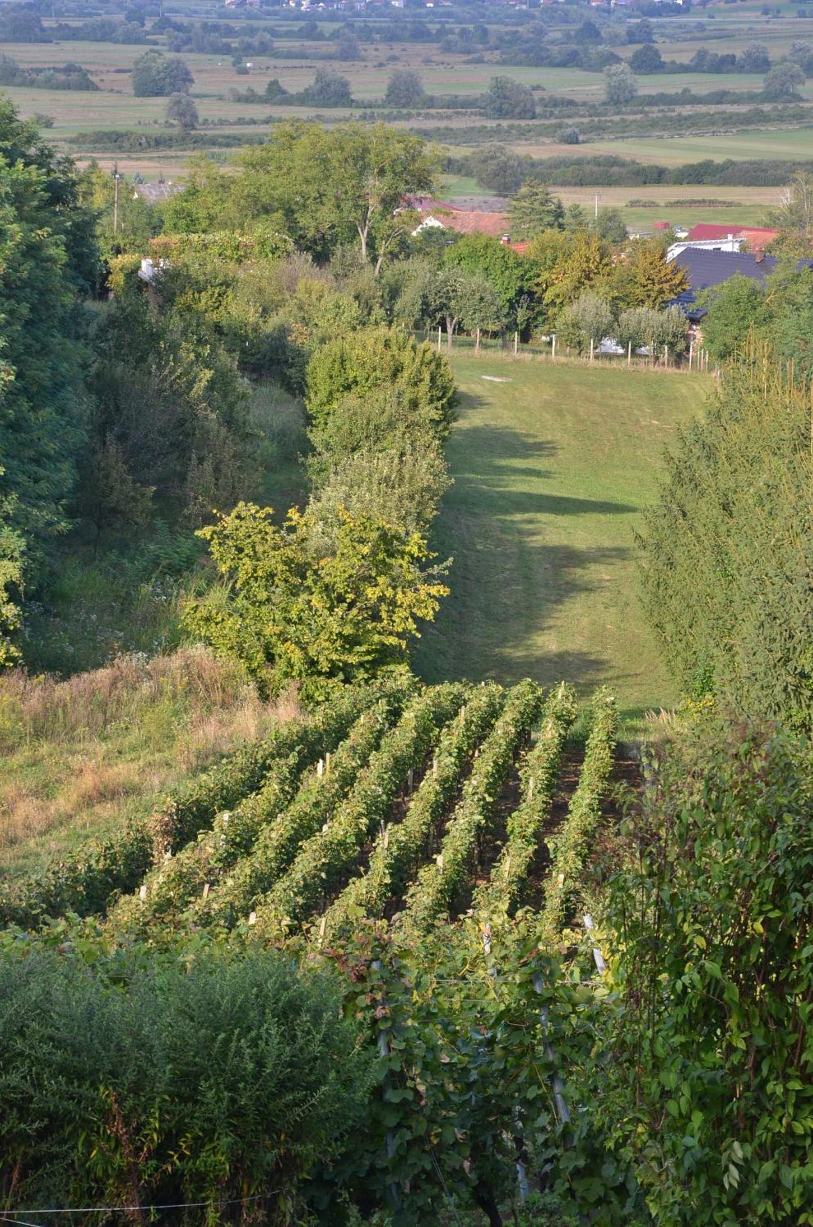 Photo 42