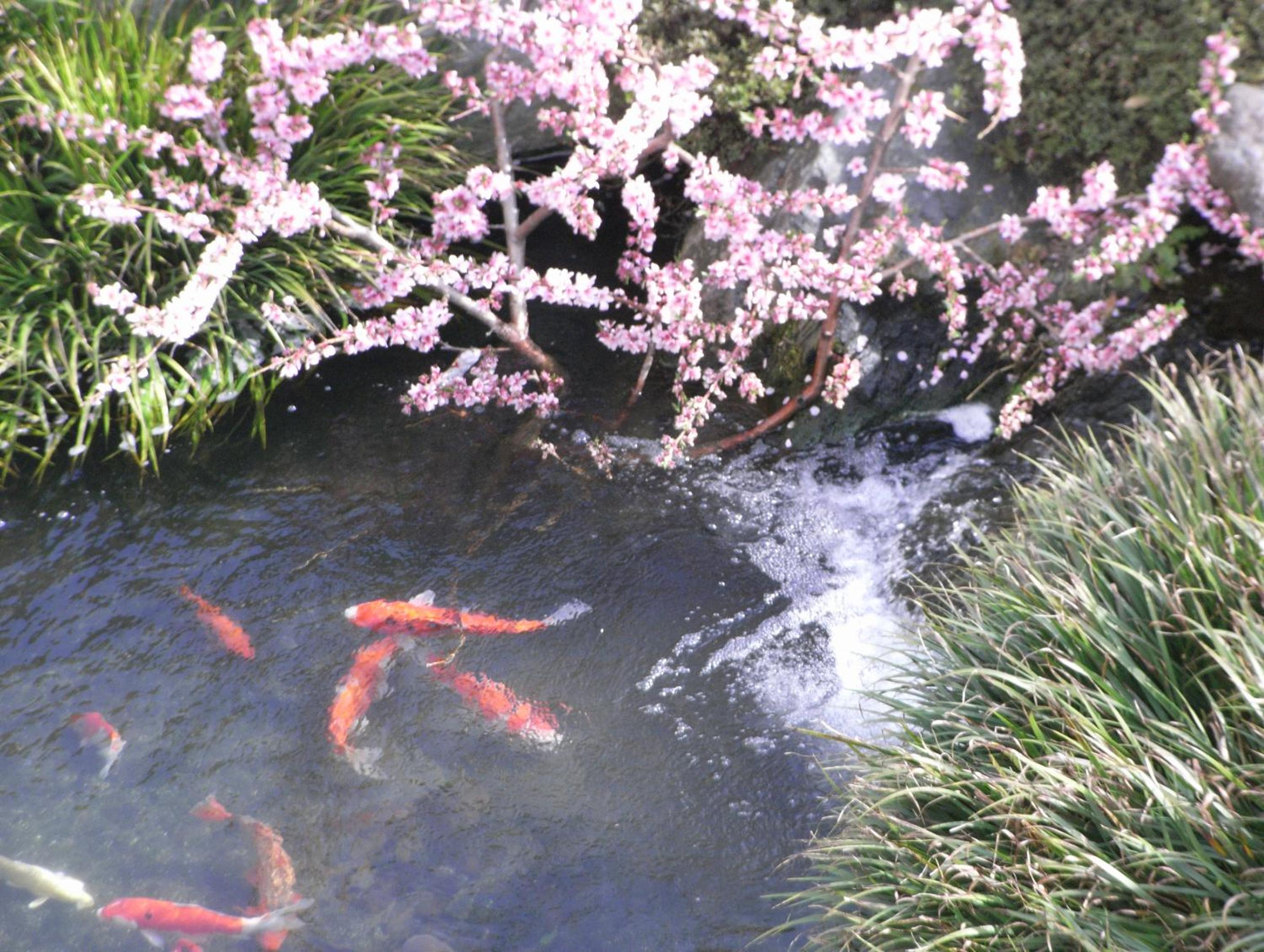 Hotel Heian, photo 48