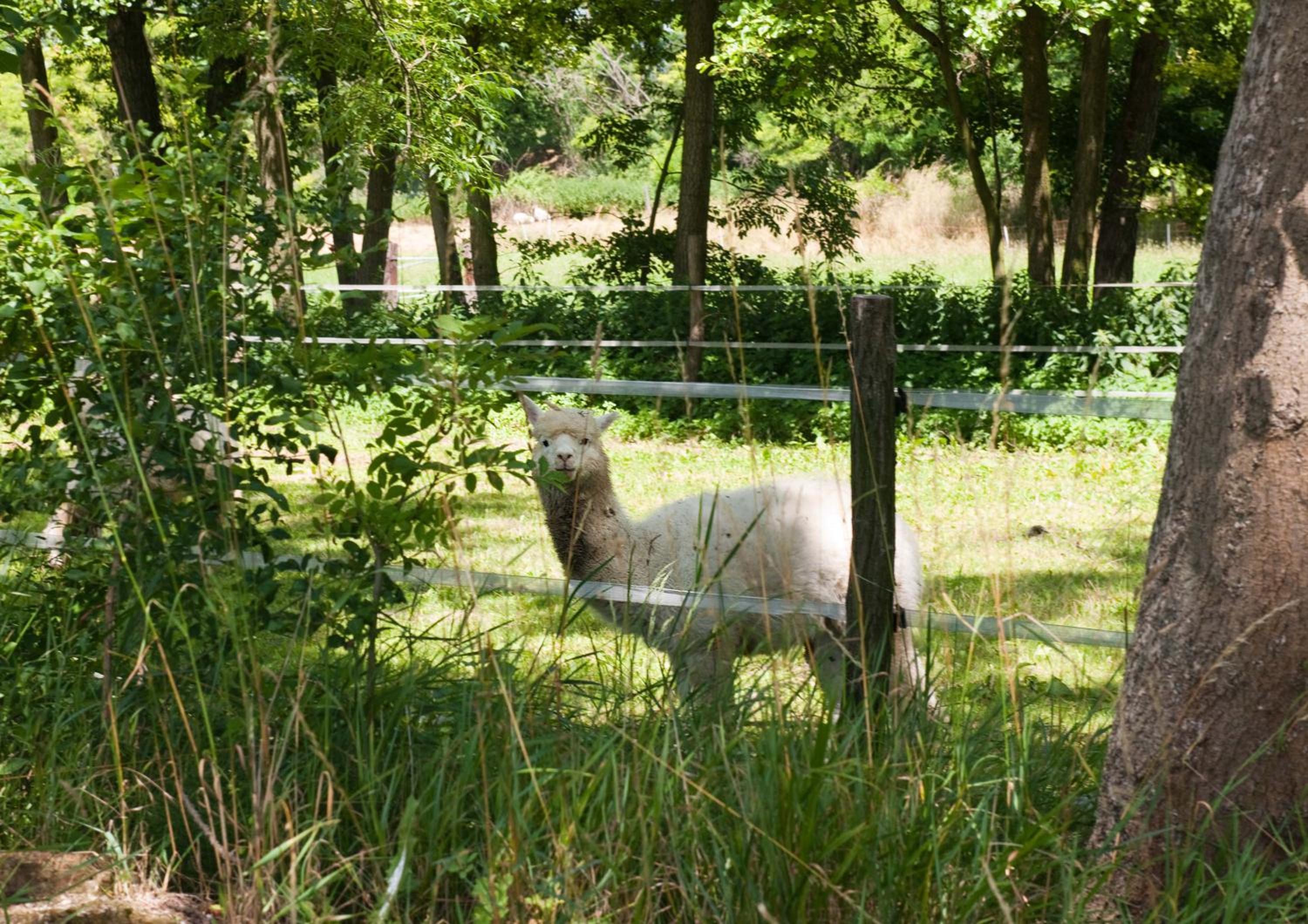 Photo 42
