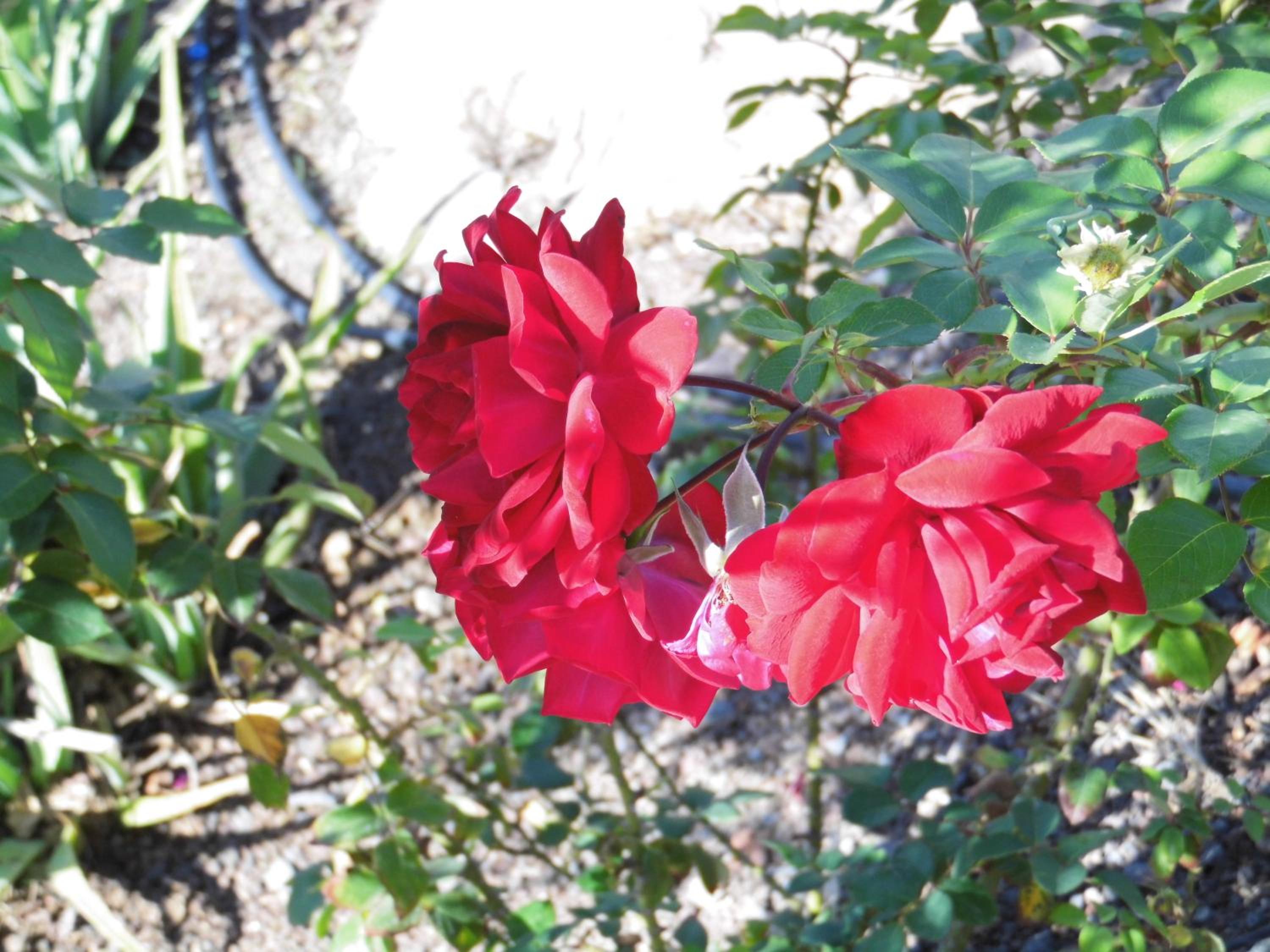 Photo 46