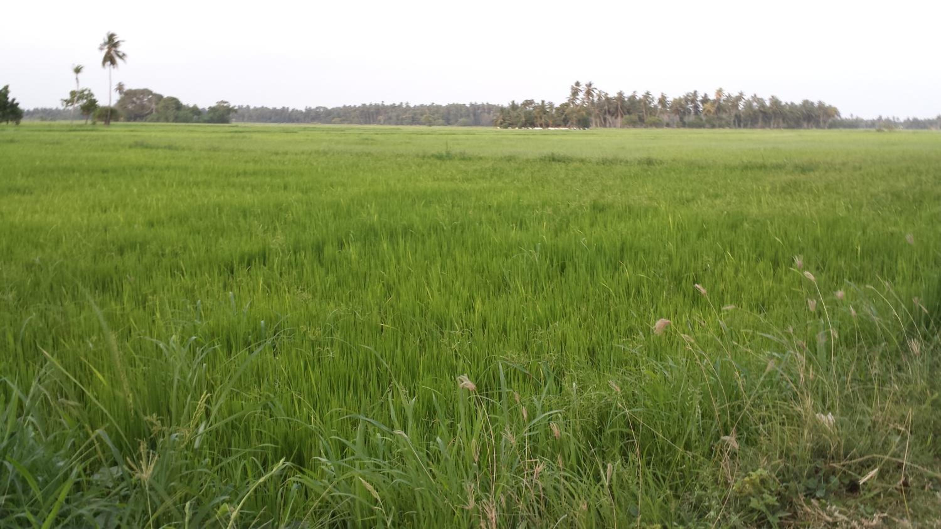 Yaye Guest House view 3