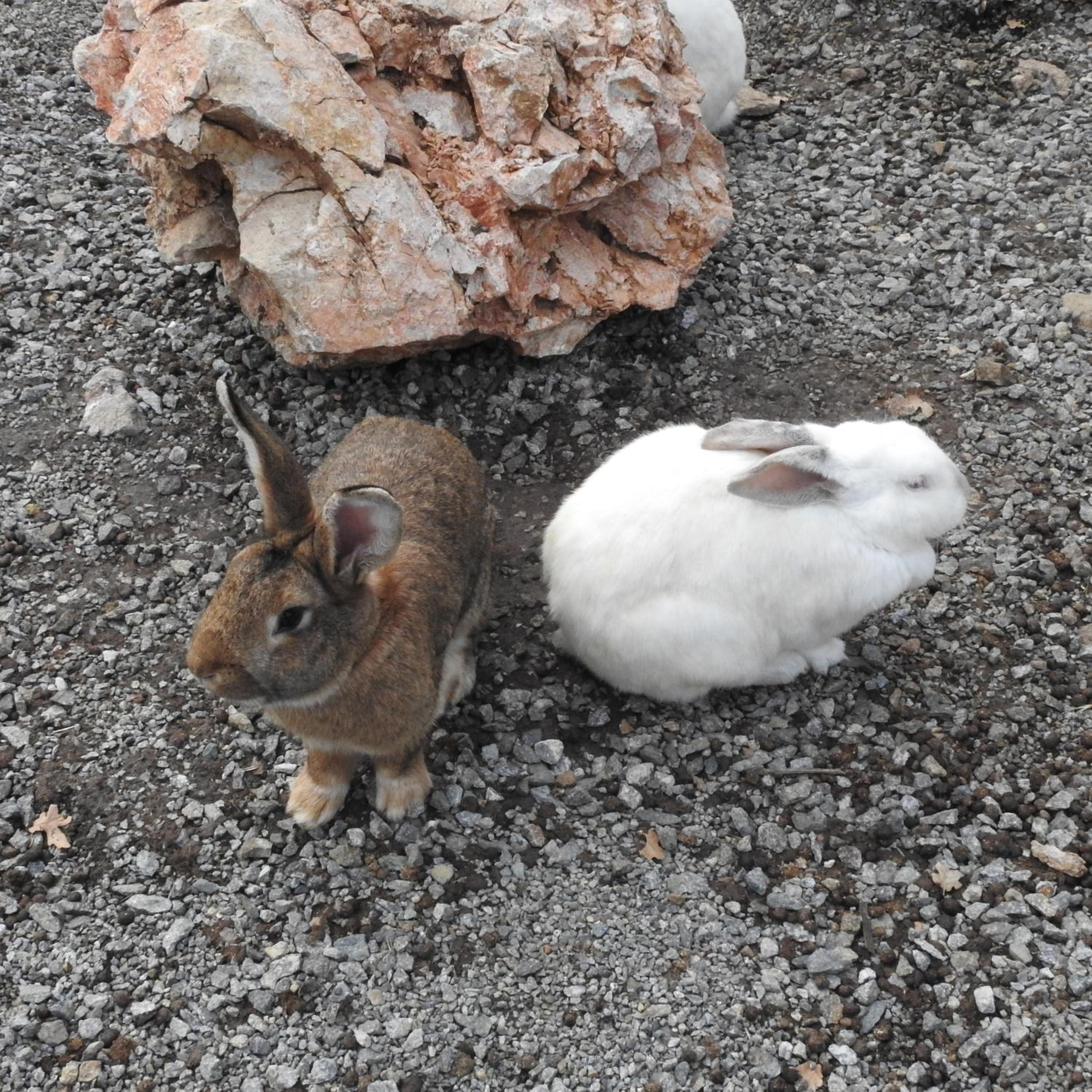 Photo 48