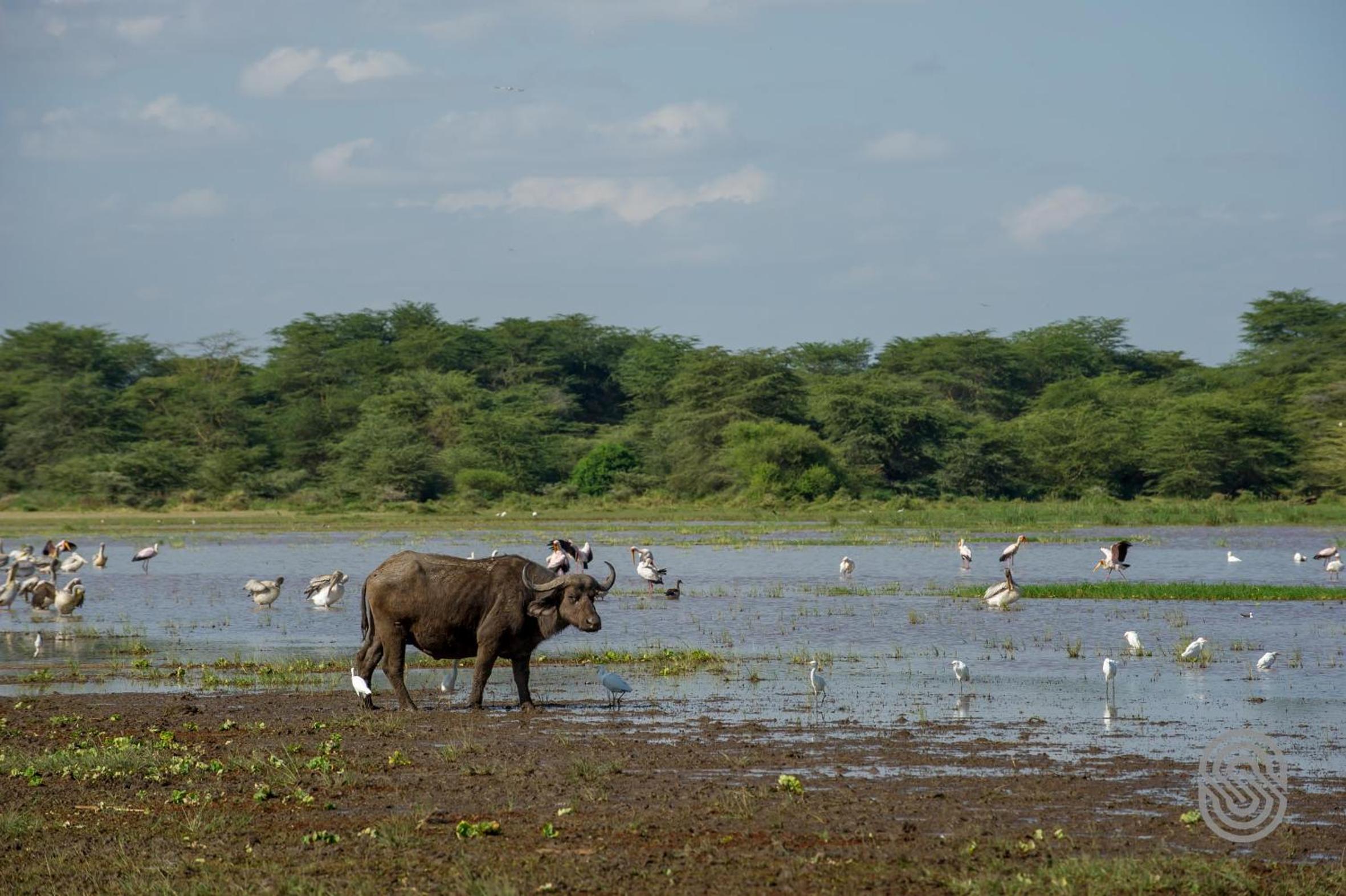 Lake Manyara Serena Safari Lodge view 3