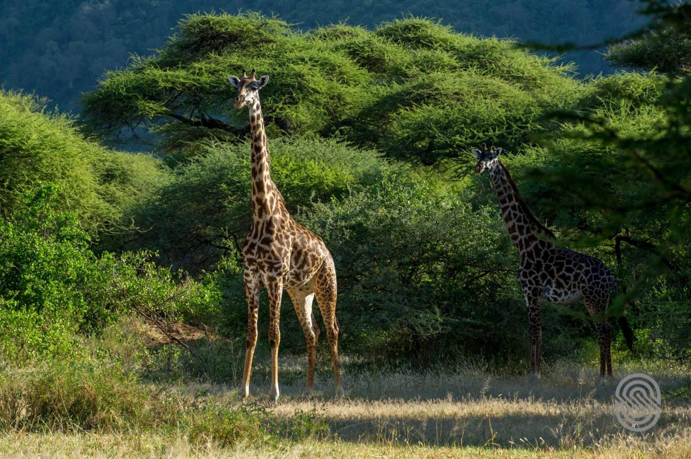 Lake Manyara Serena Safari Lodge view 2