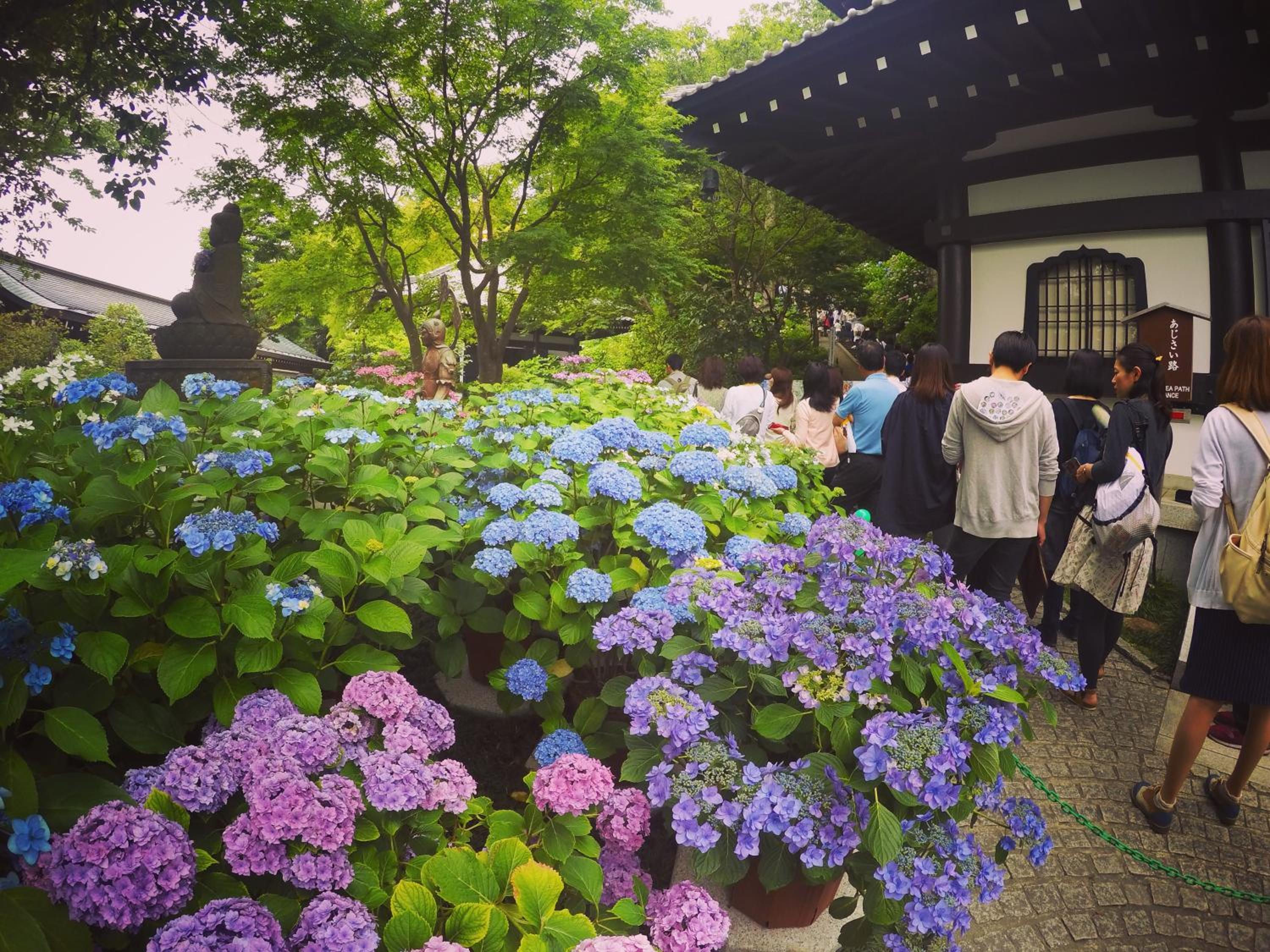 IZA Kamakura Guest House and Bar