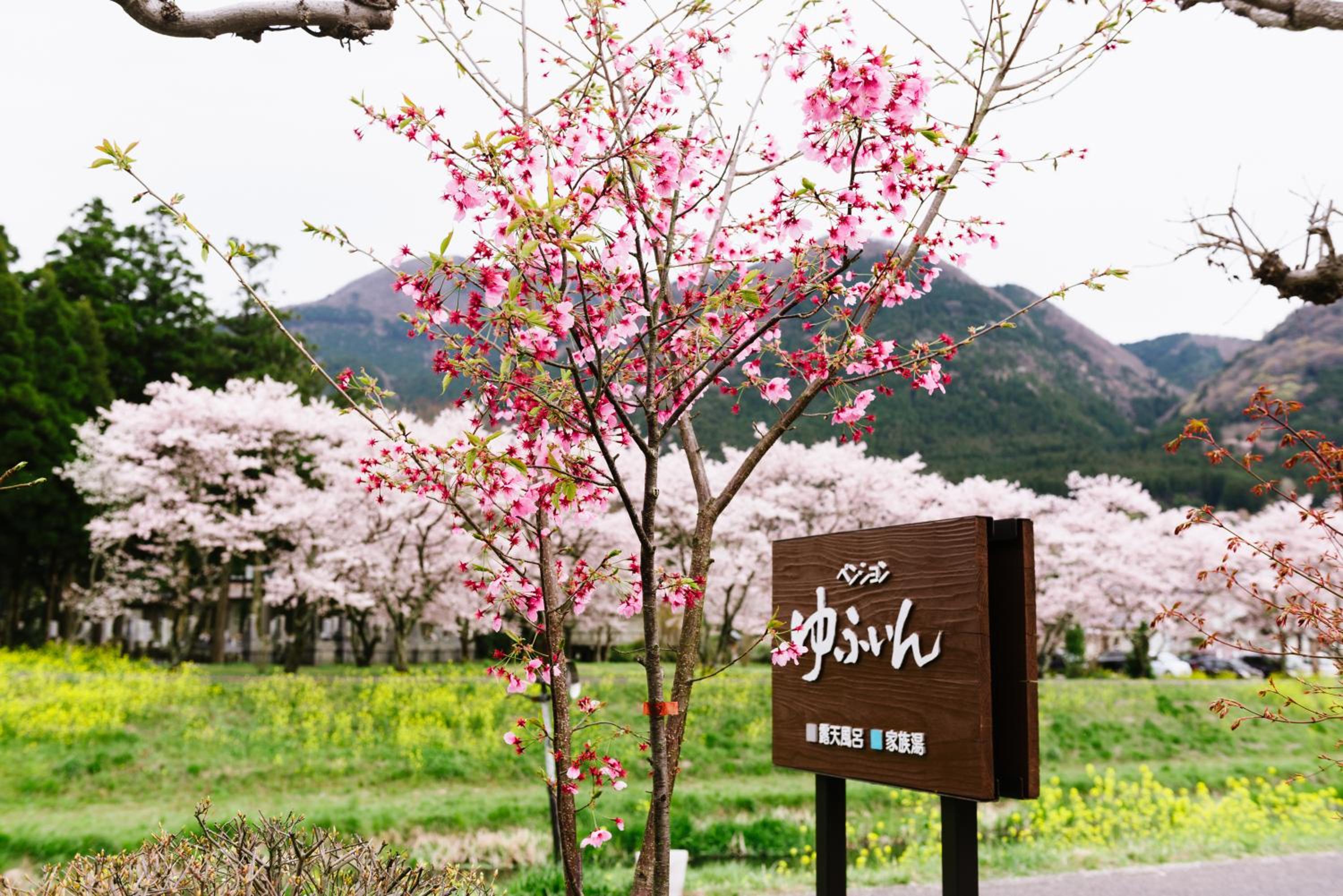 Pension Yufuin