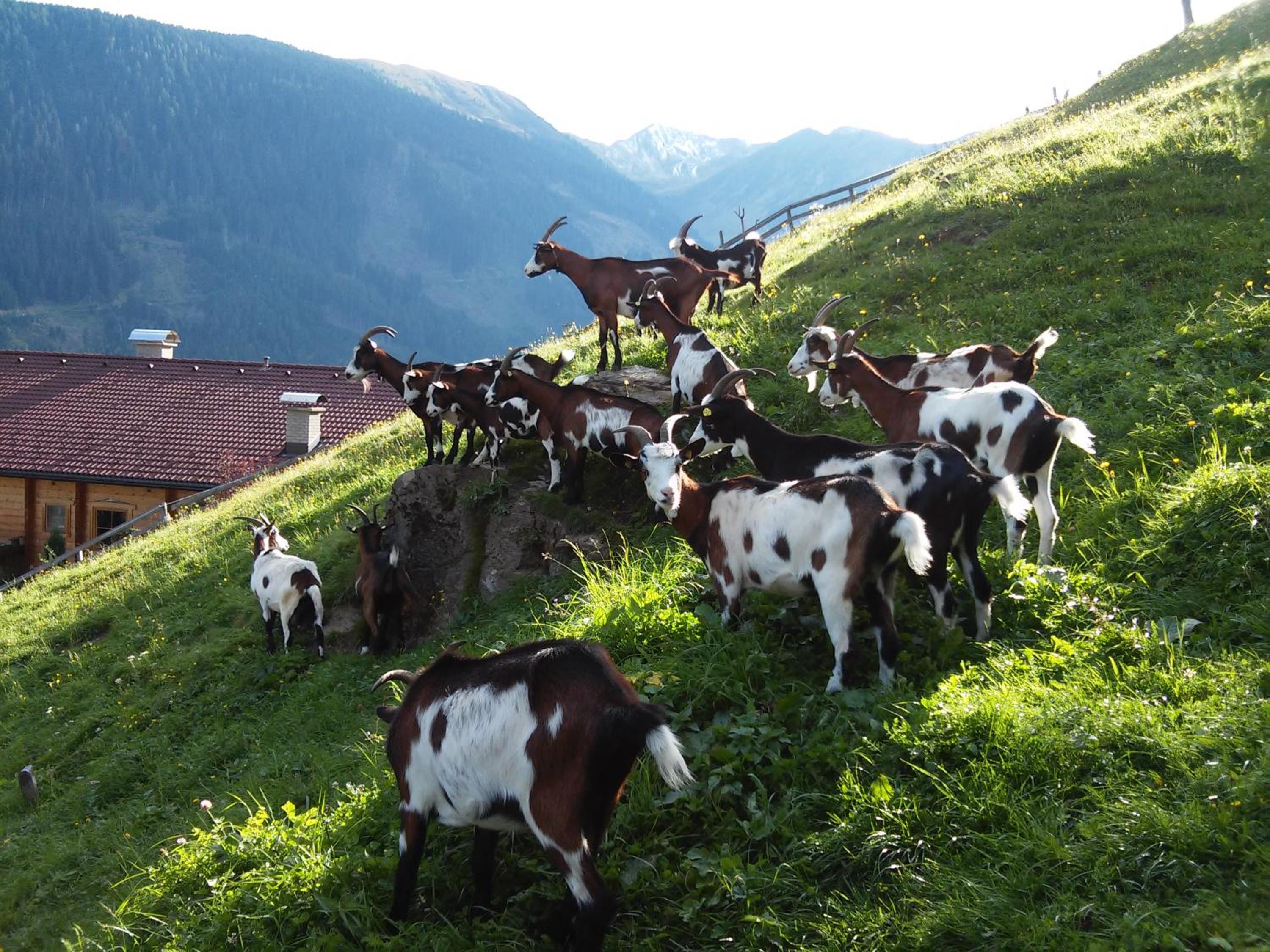 Grenerhof