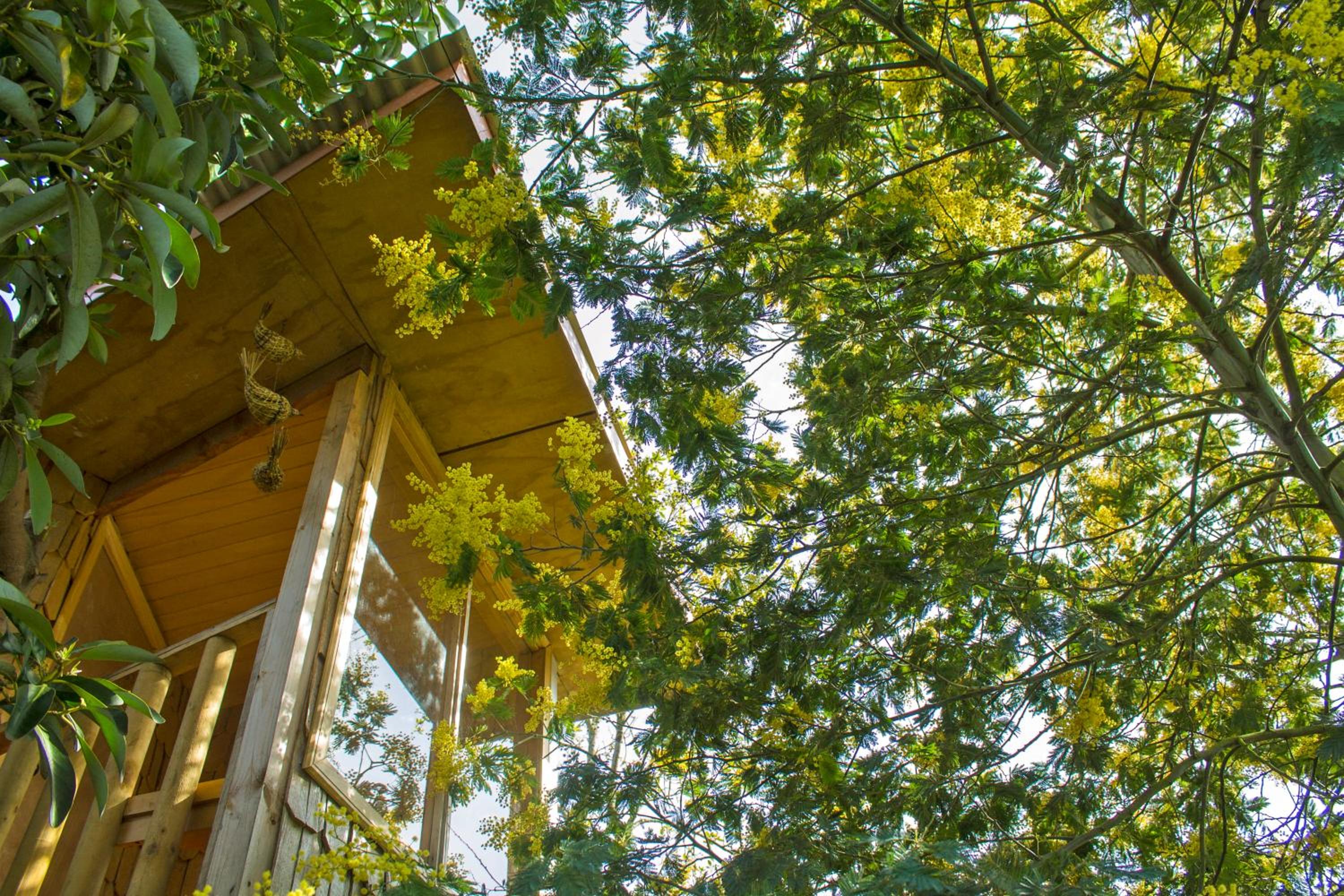 La Casa Del Árbol De Chiloé