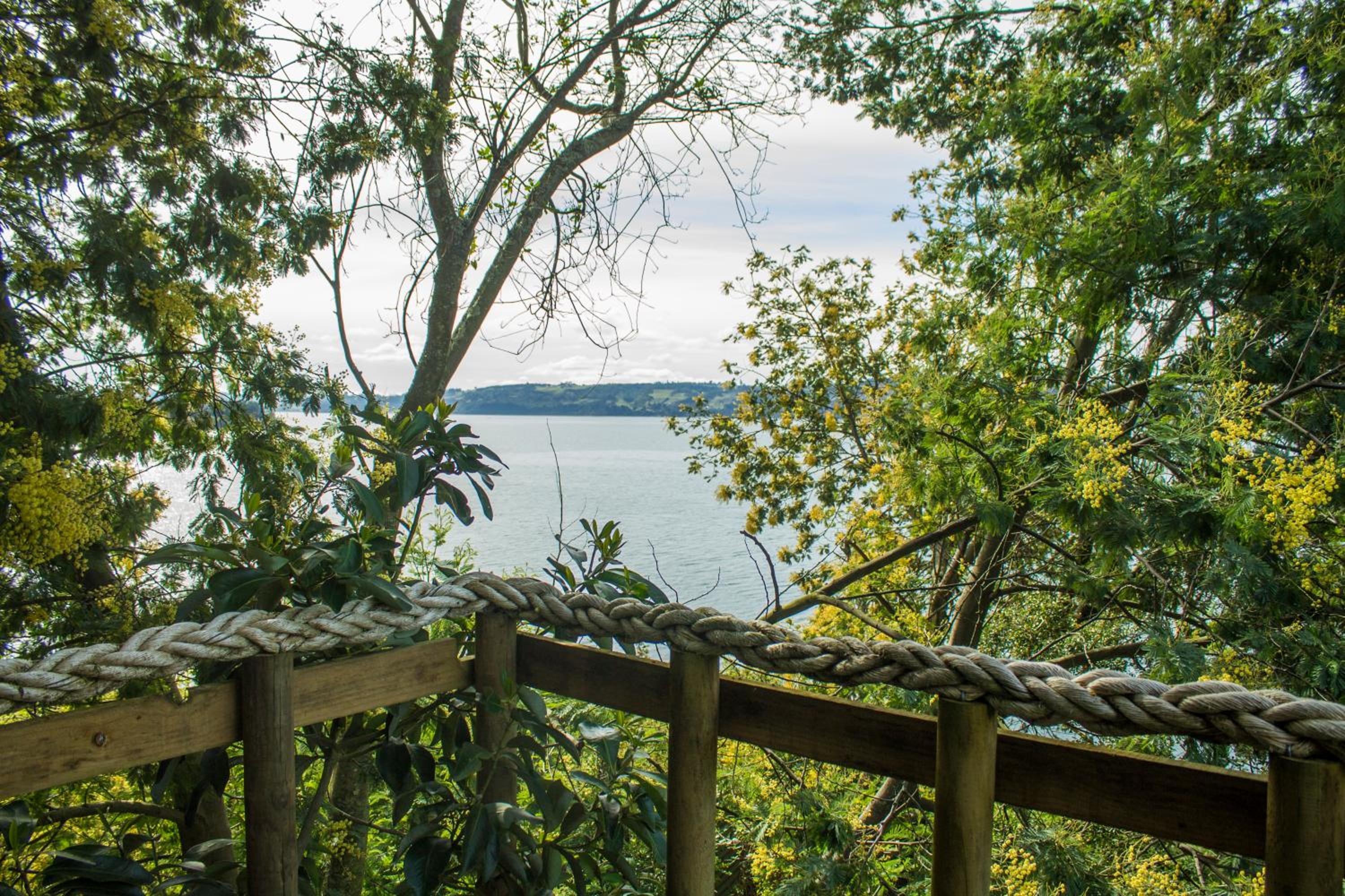 La Casa Del Árbol De Chiloé