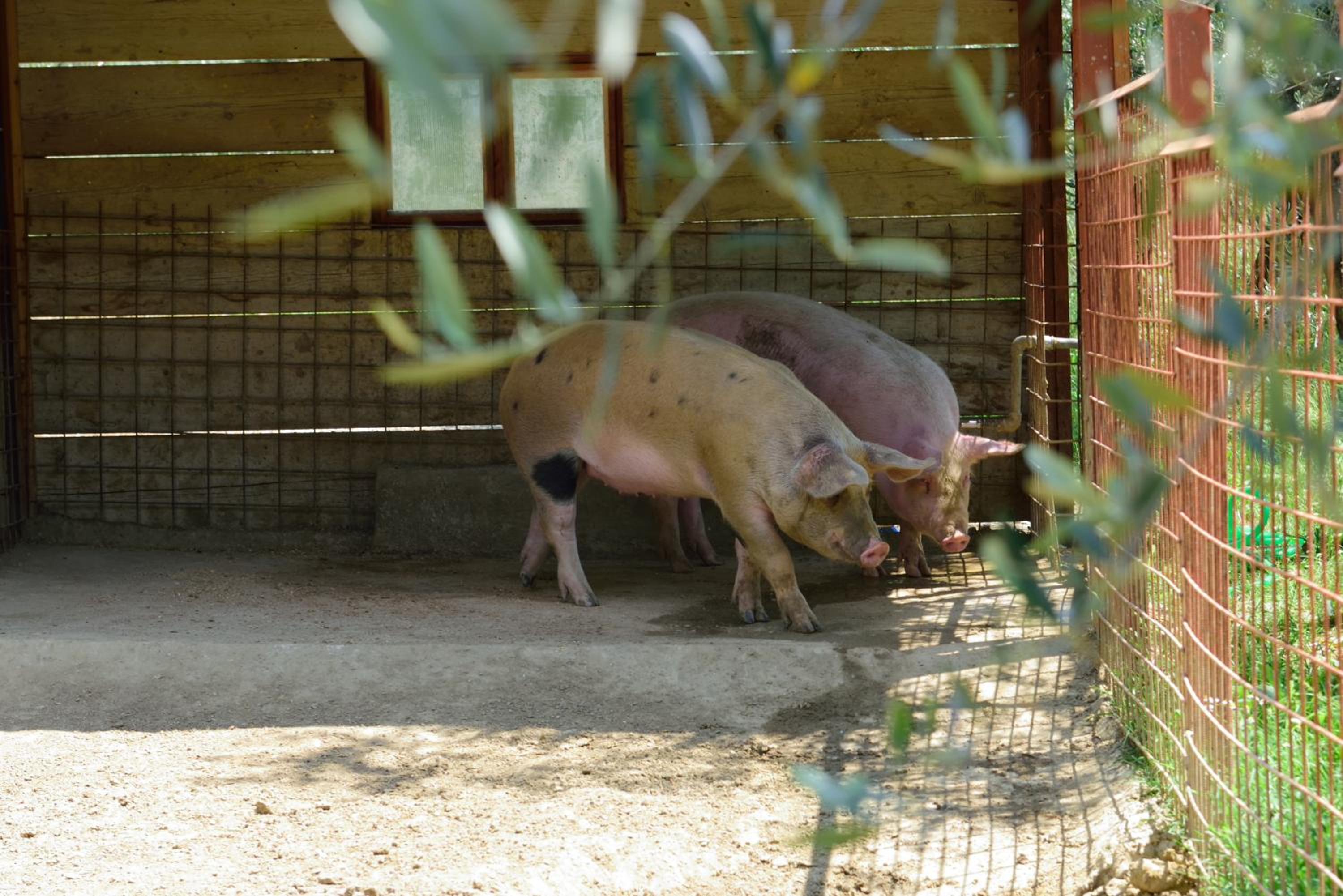 Agriturismo La Casuccia