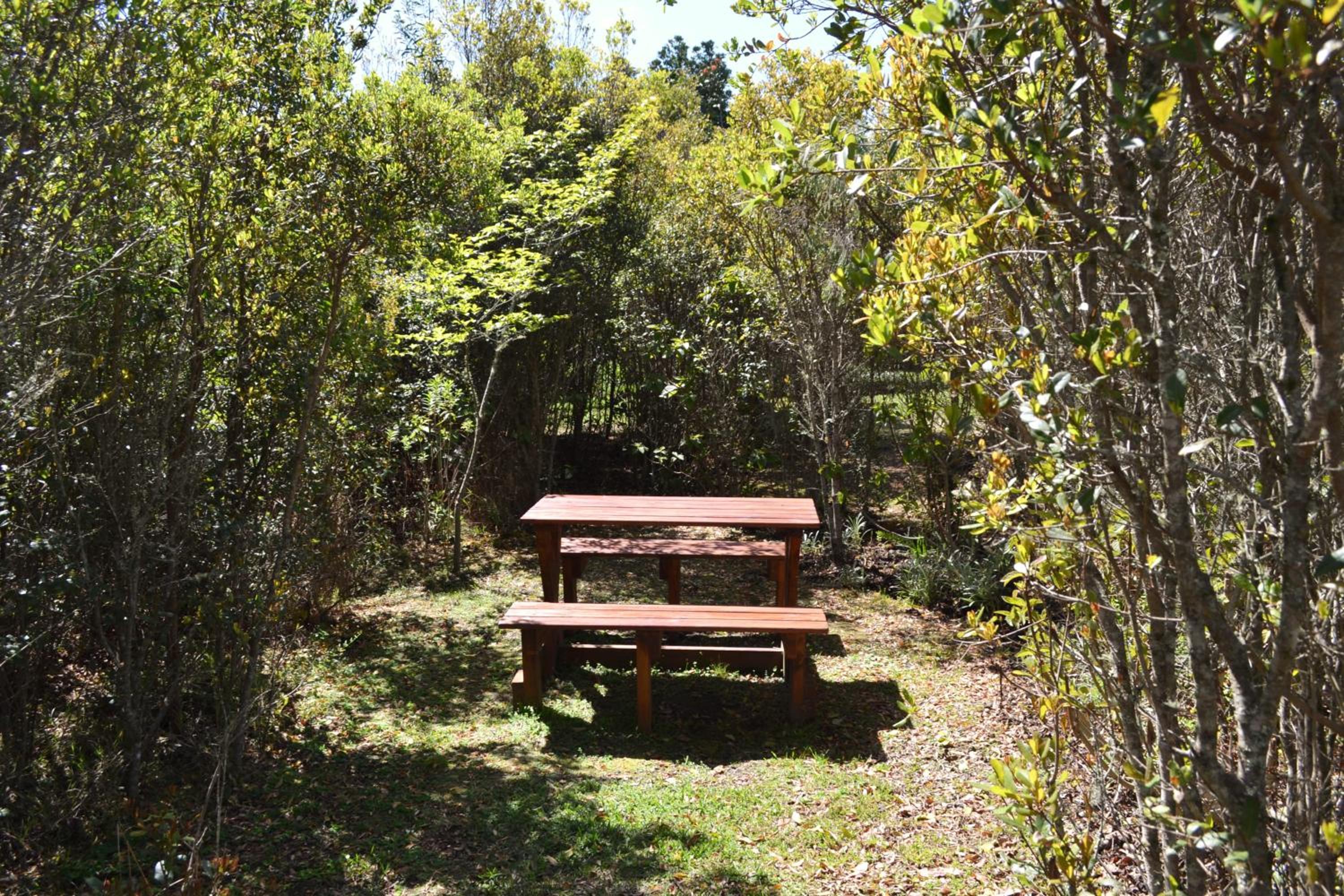 Forest Edge