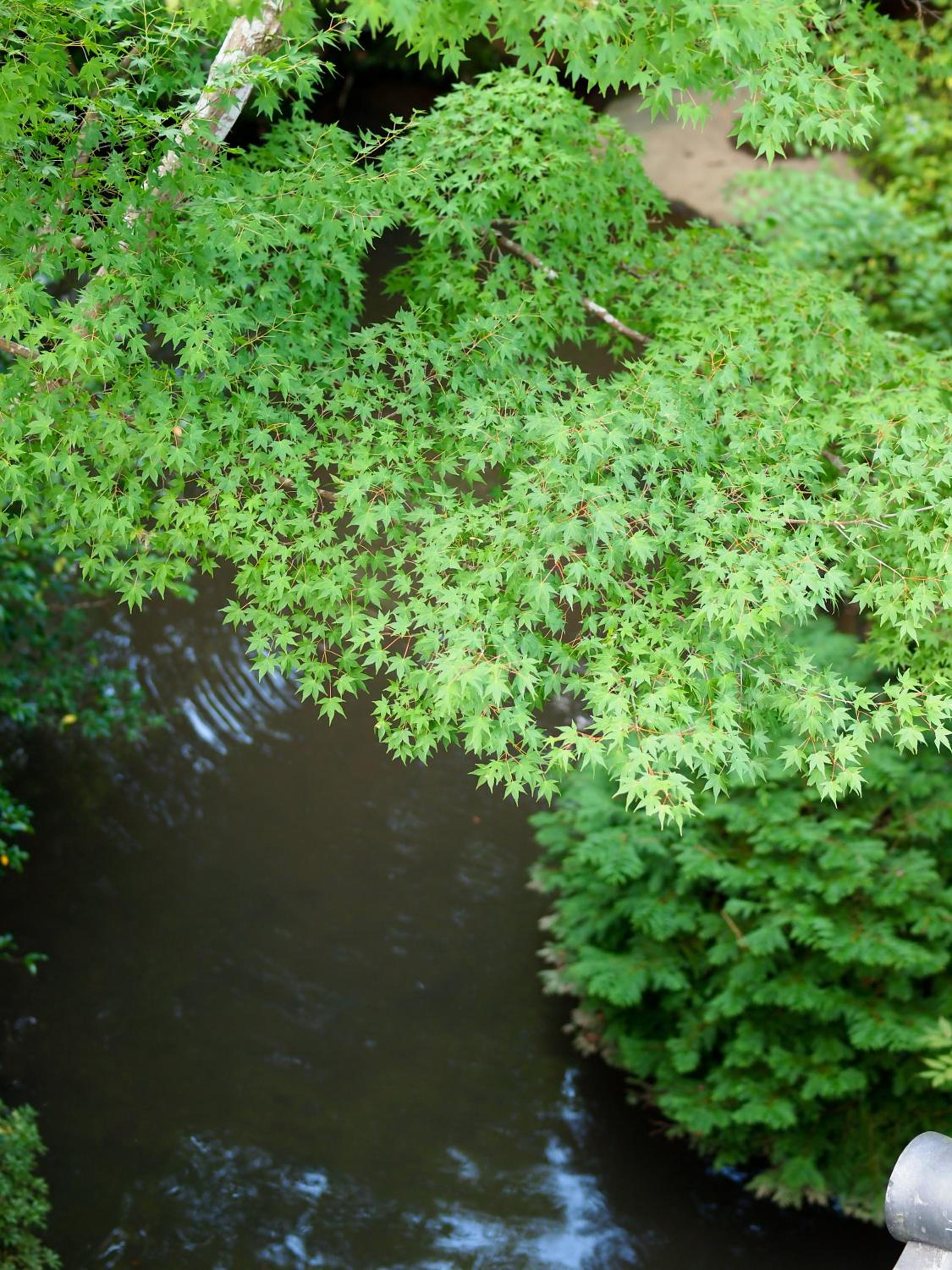 Photo 45