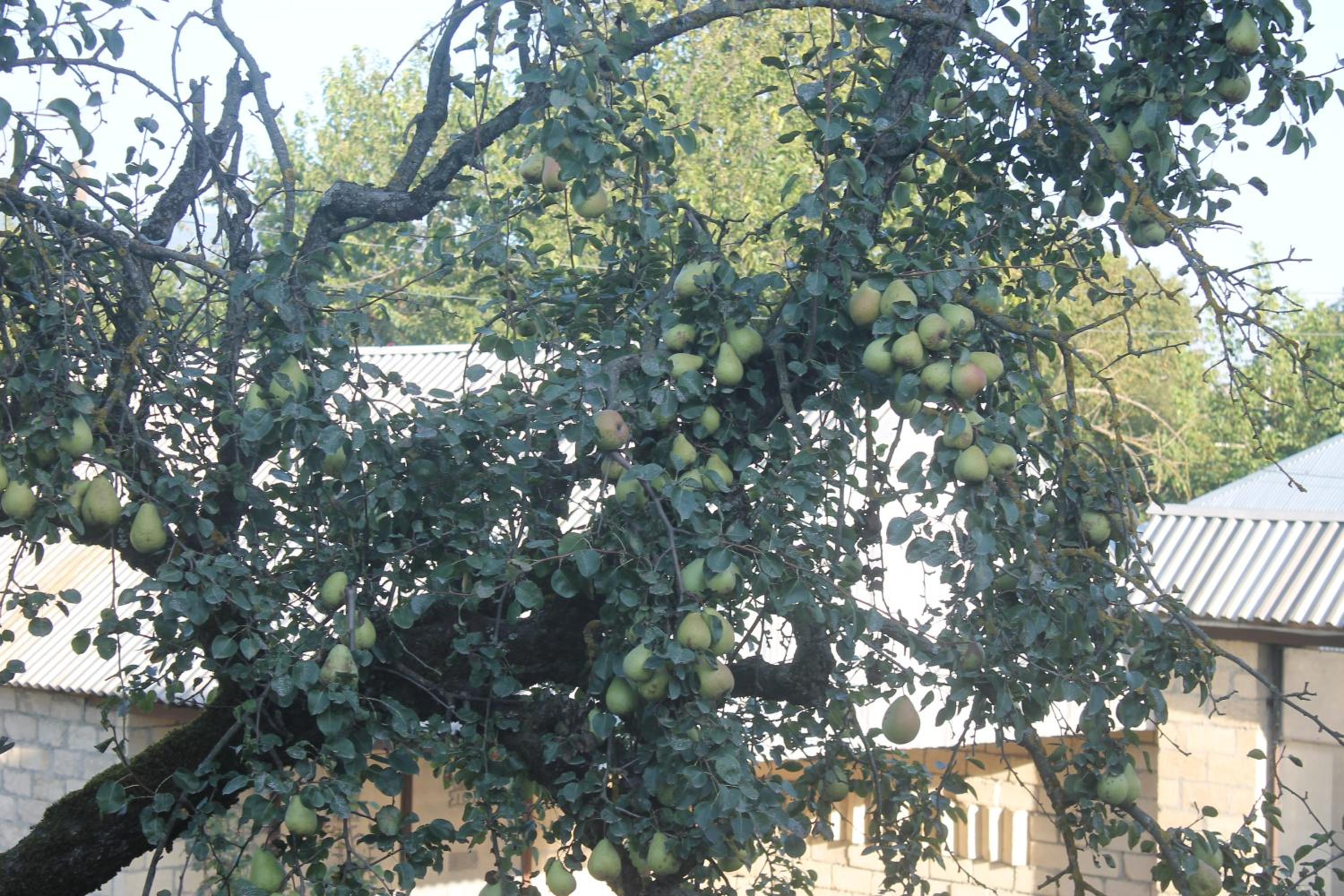 Ismayilli Guest House