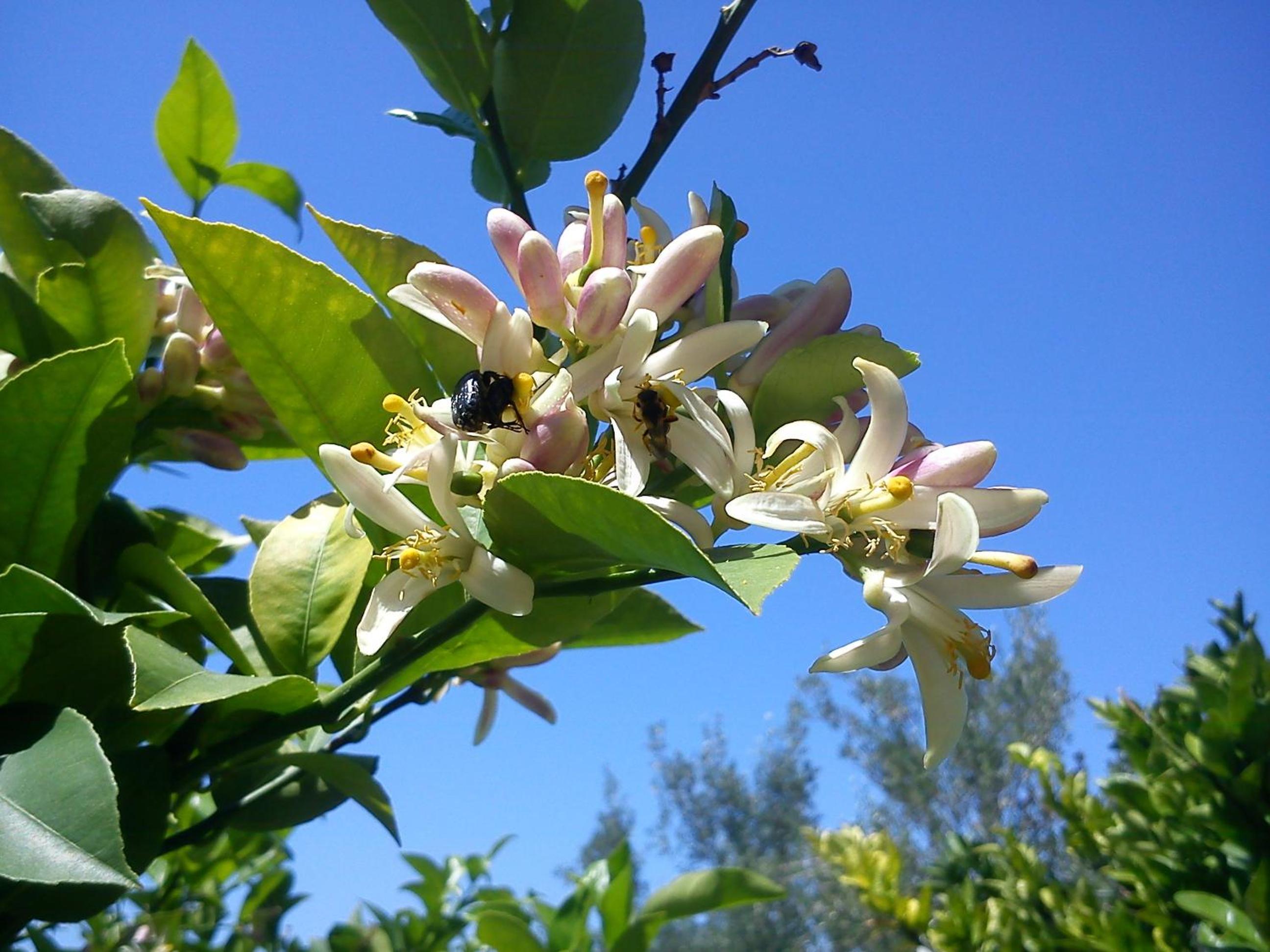 Photo 46