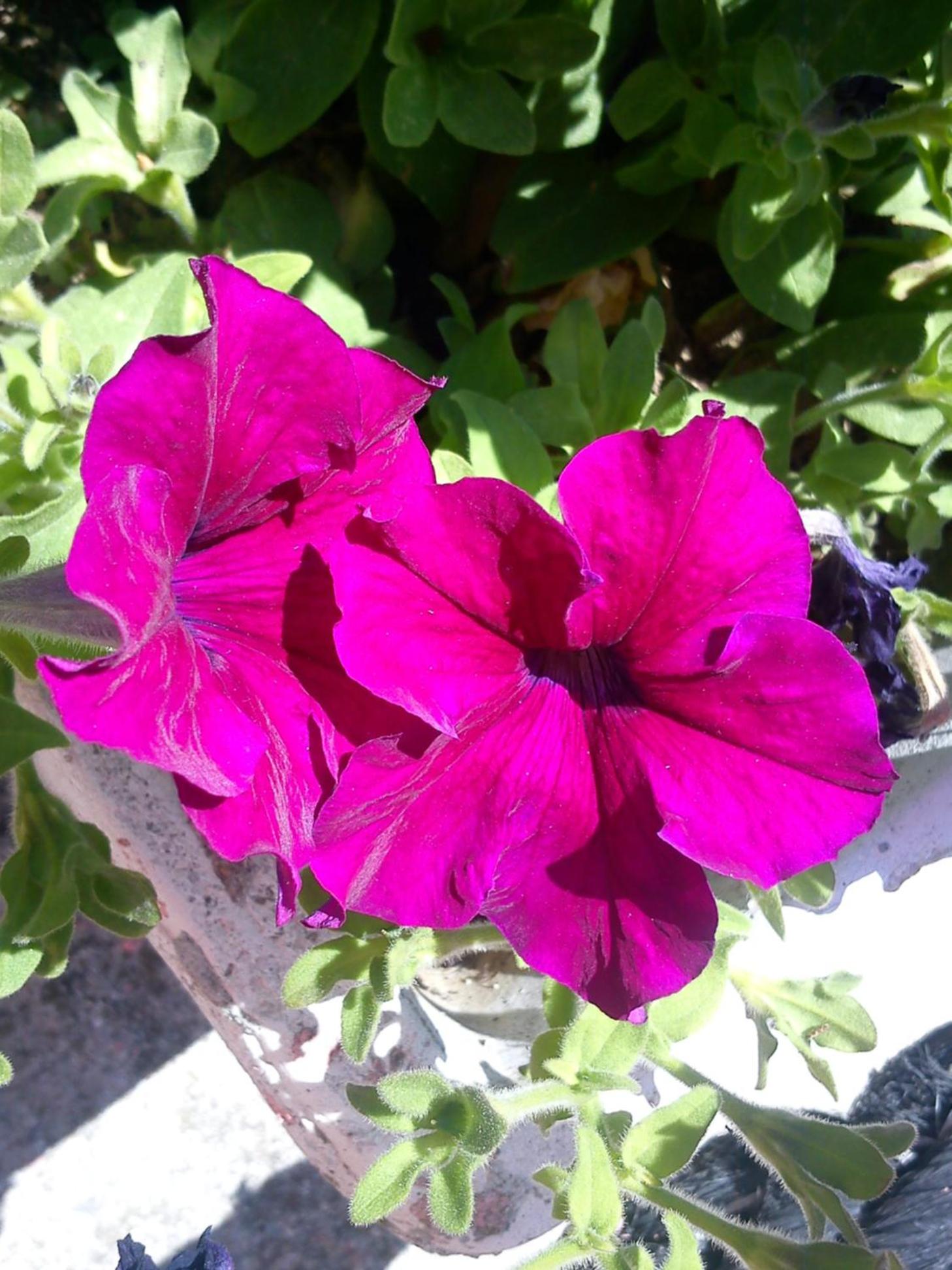Photo 49