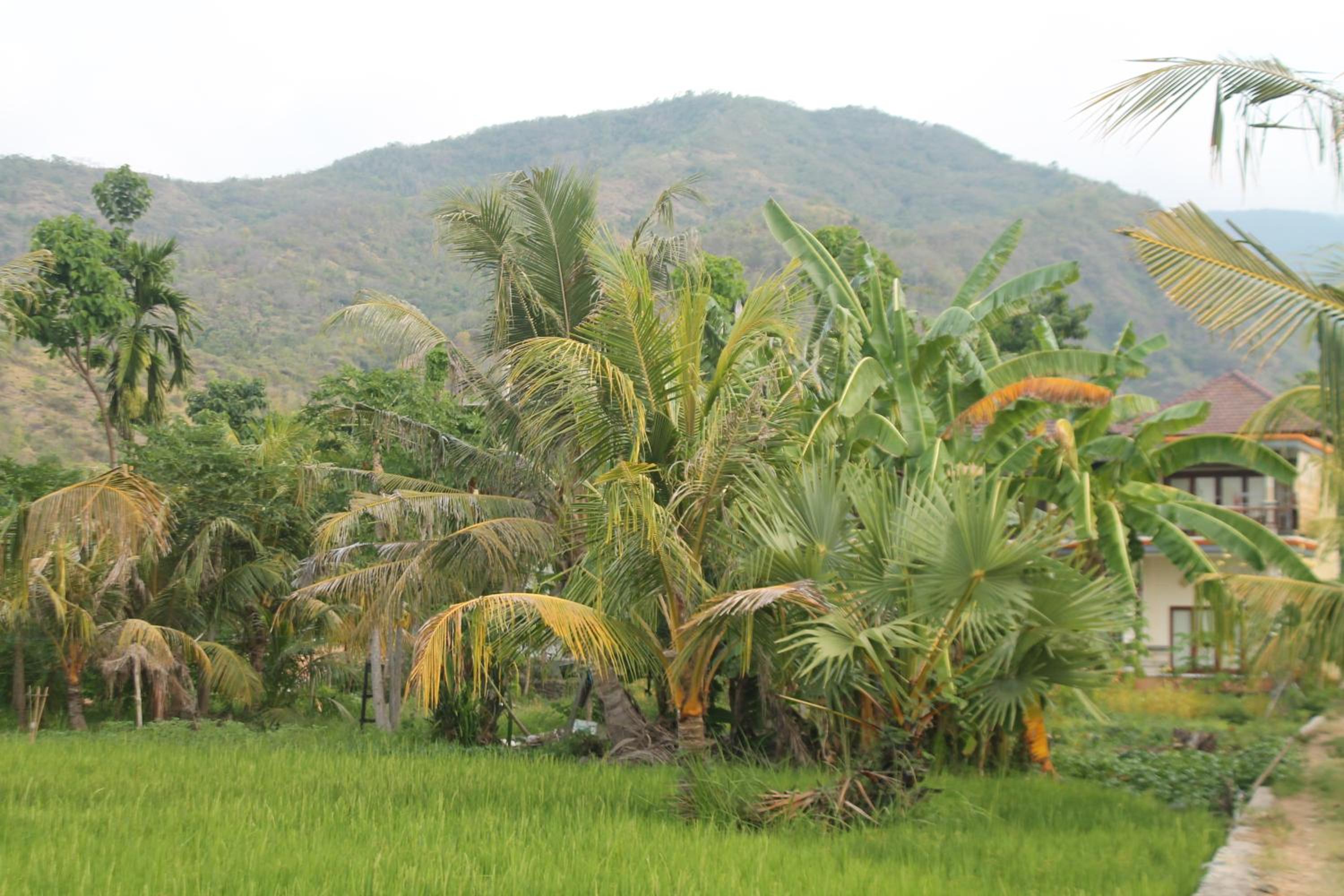 Taman Padi Villa