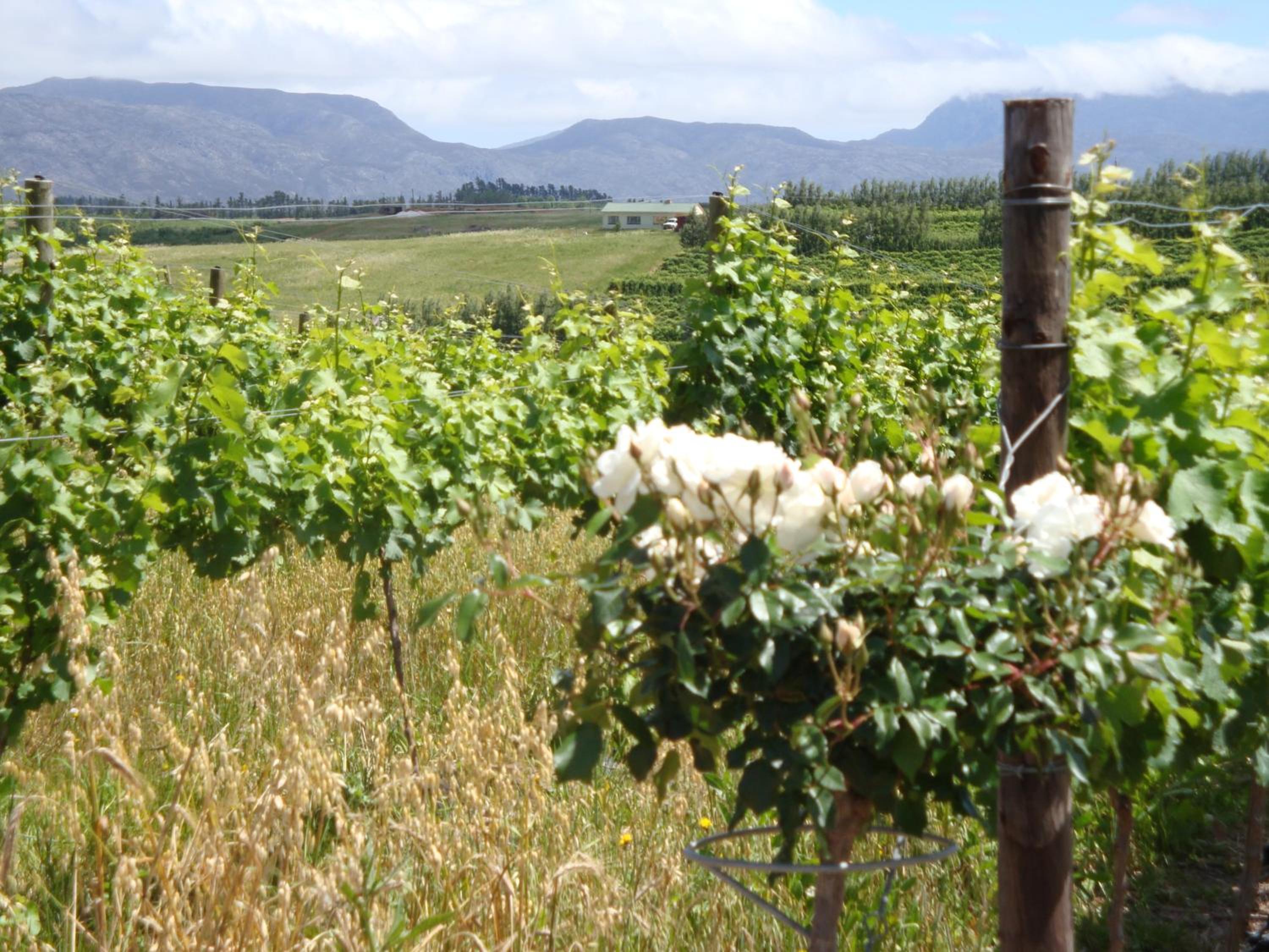 Paul Wallace Wines & Cottages
