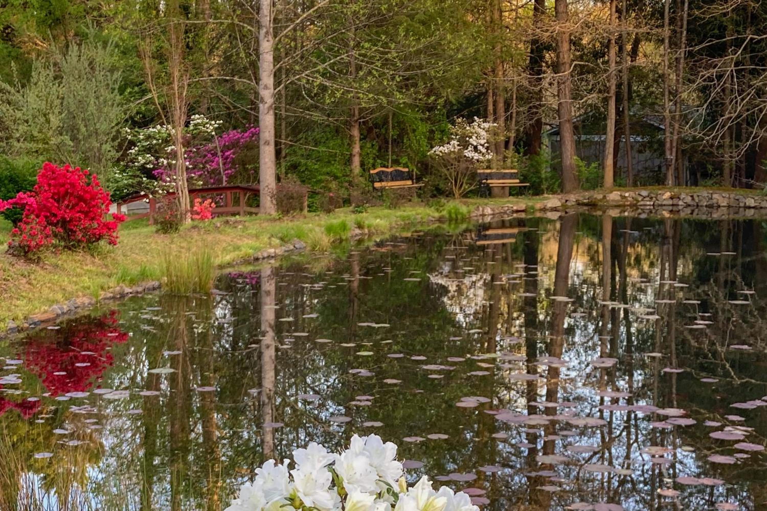 Private Patio and Pond Serene Black Mountain Escape