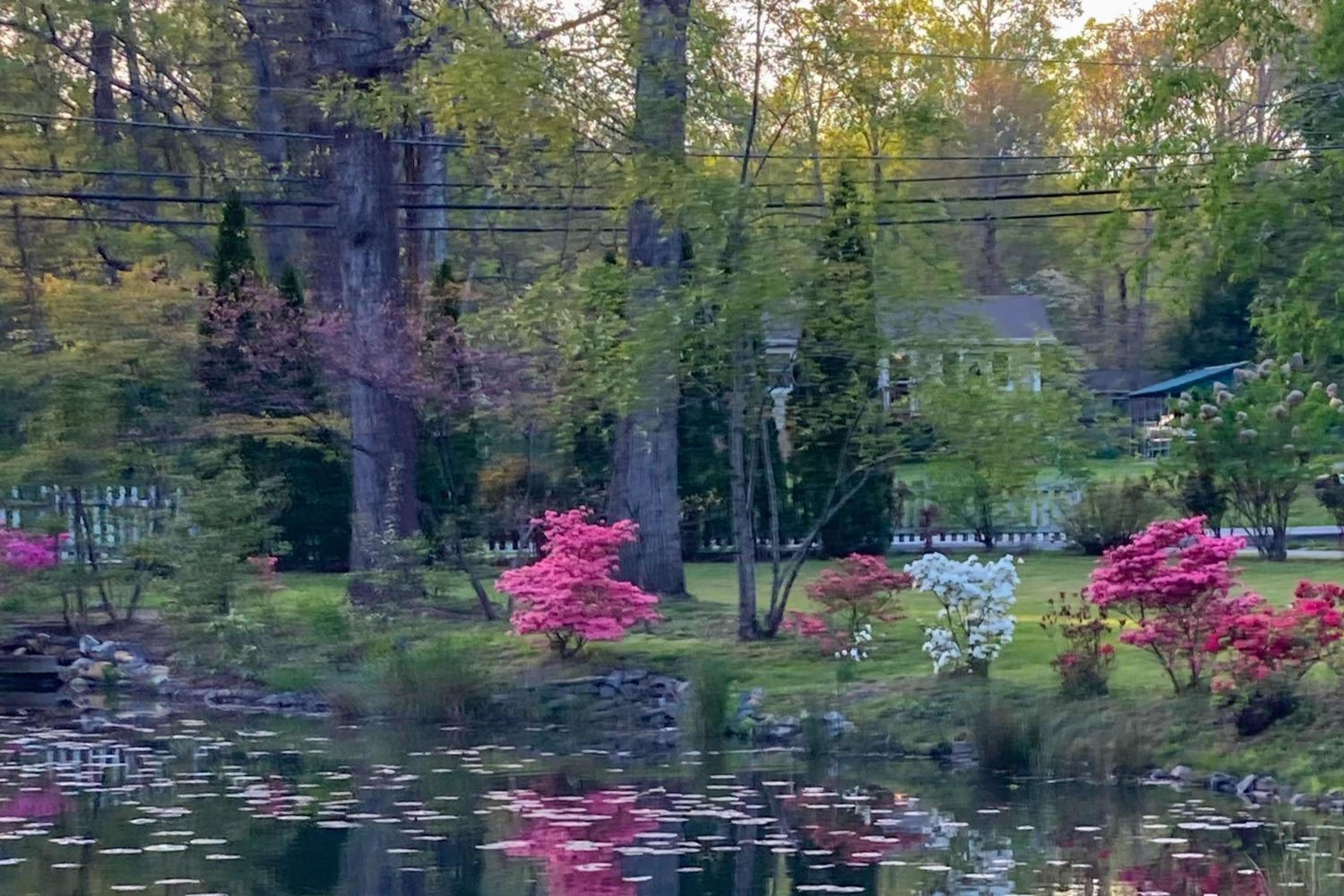 Private Patio and Pond Serene Black Mountain Escape