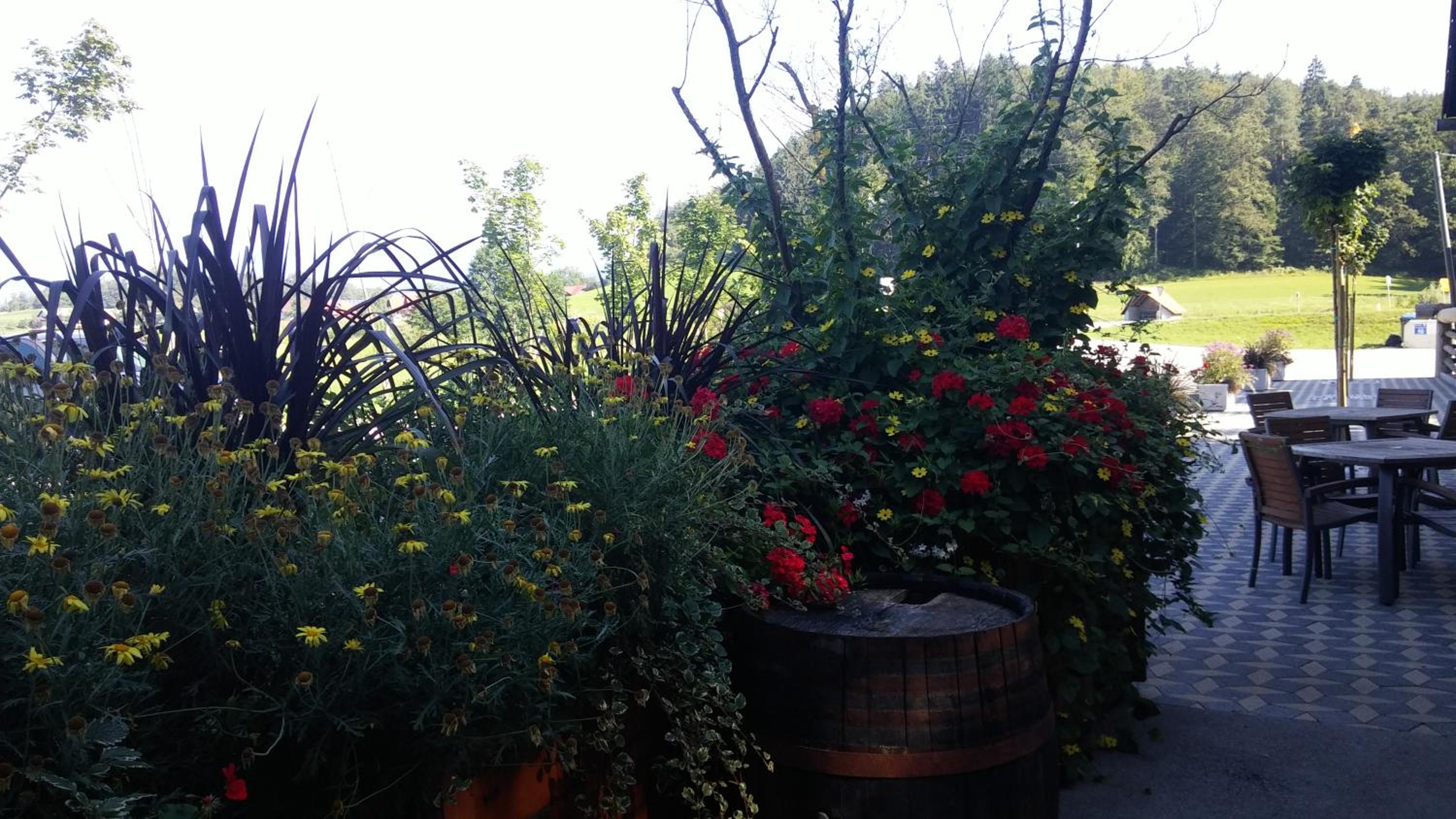 Darja Guesthouse