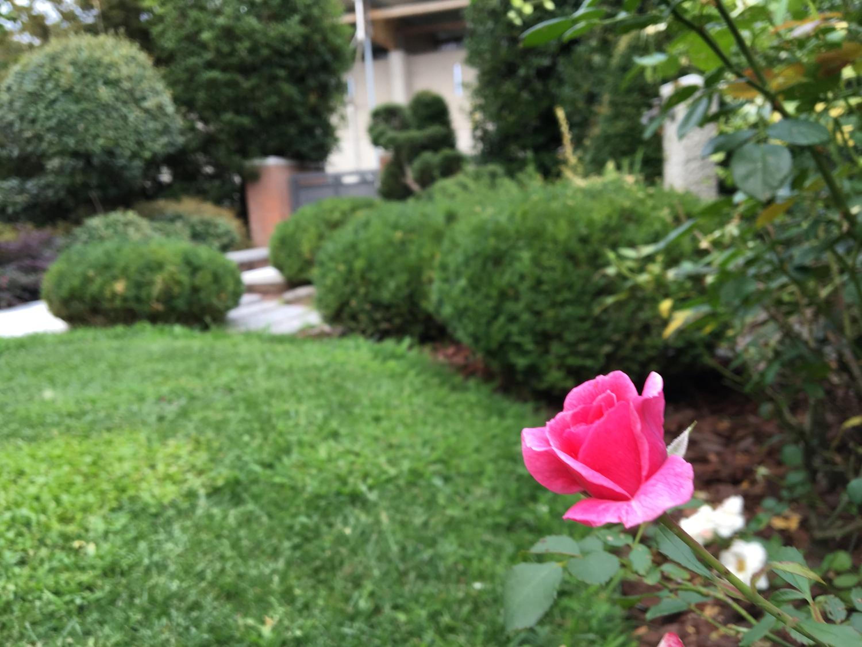 Rosa del Grappa en Rosà