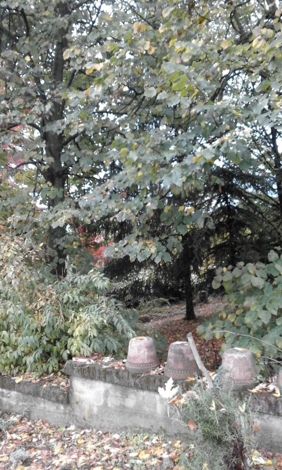 Casa Ramonda