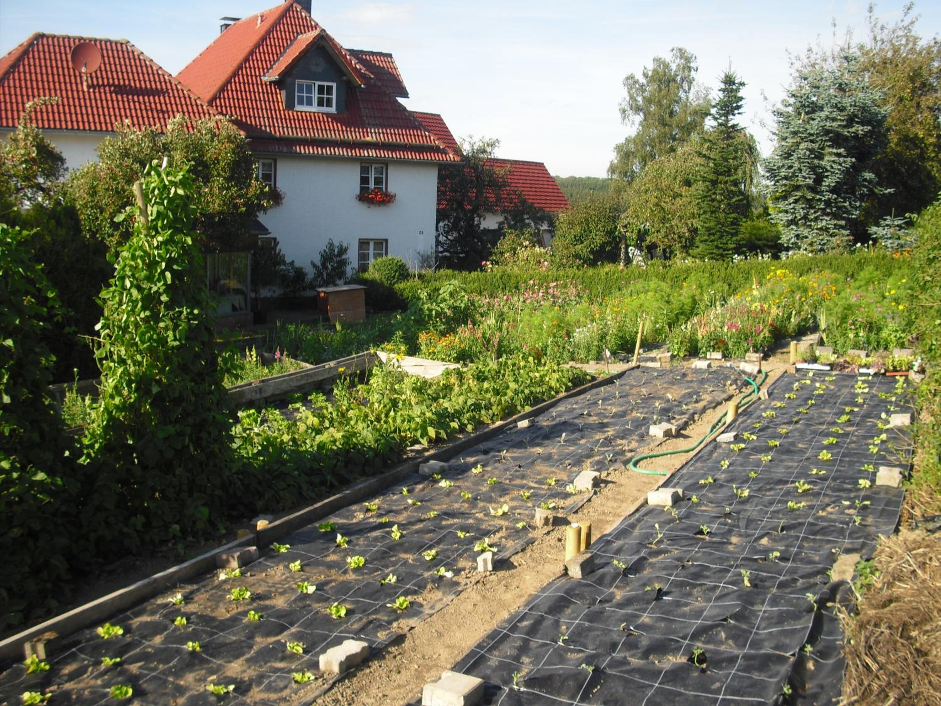 Willekes Blütenhof