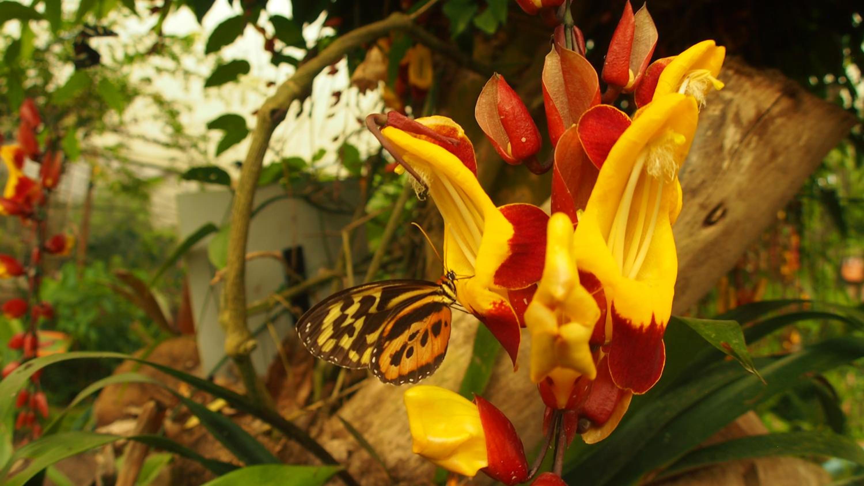 Coffee Lodge Cristal Glamping & Spa