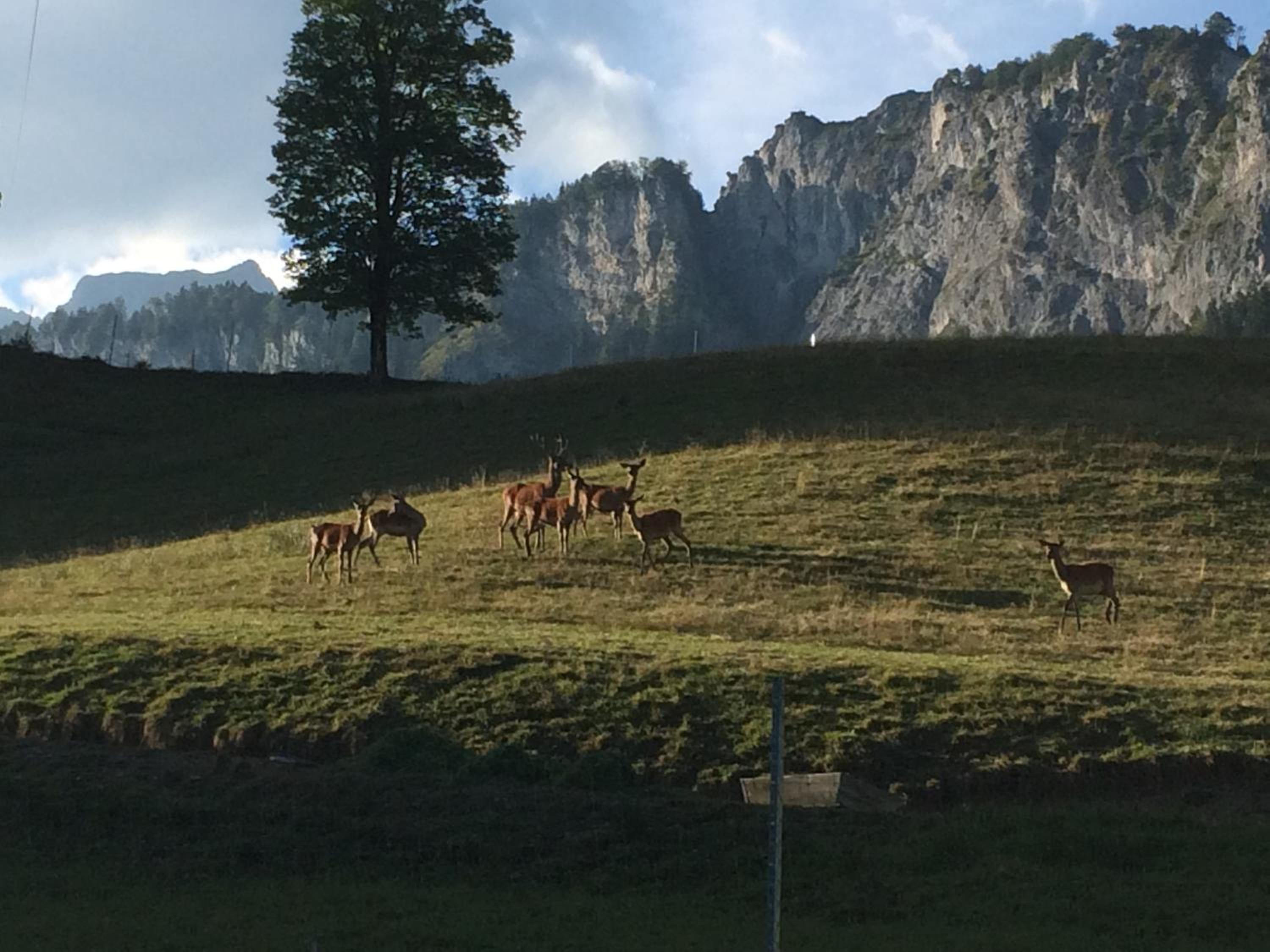 Berghof Haselsberger, photo 26