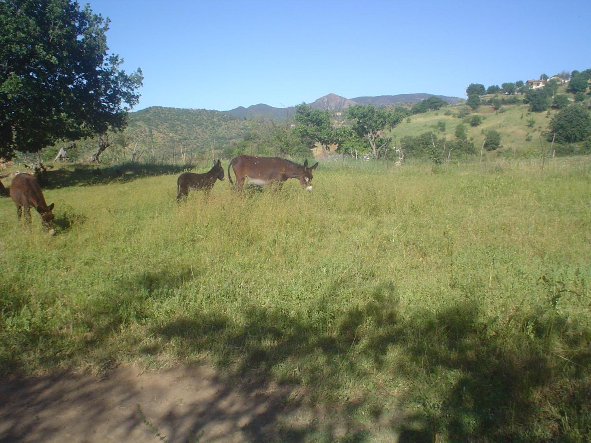Photo 51