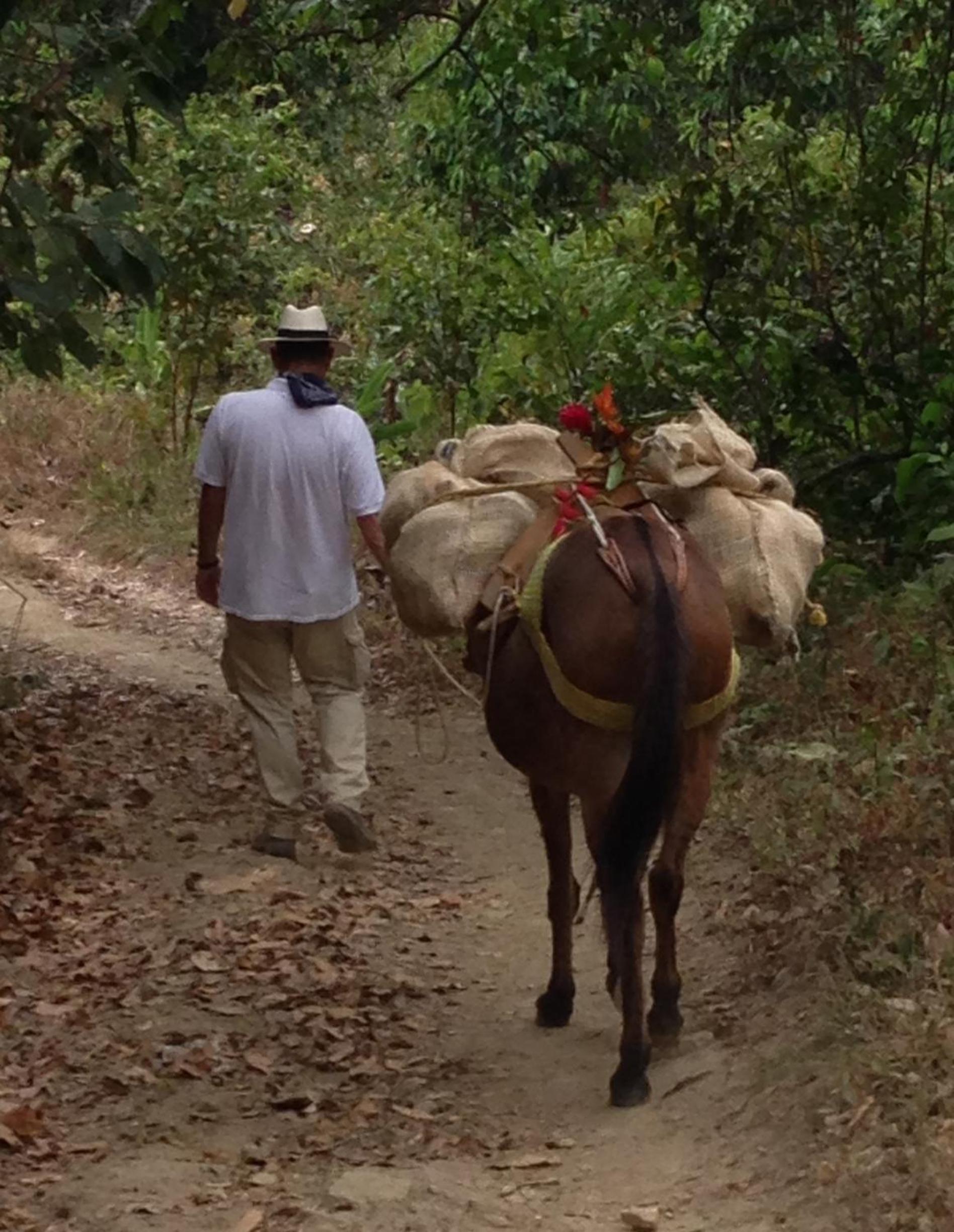 Finca San Rafael - Cafe y Cacao