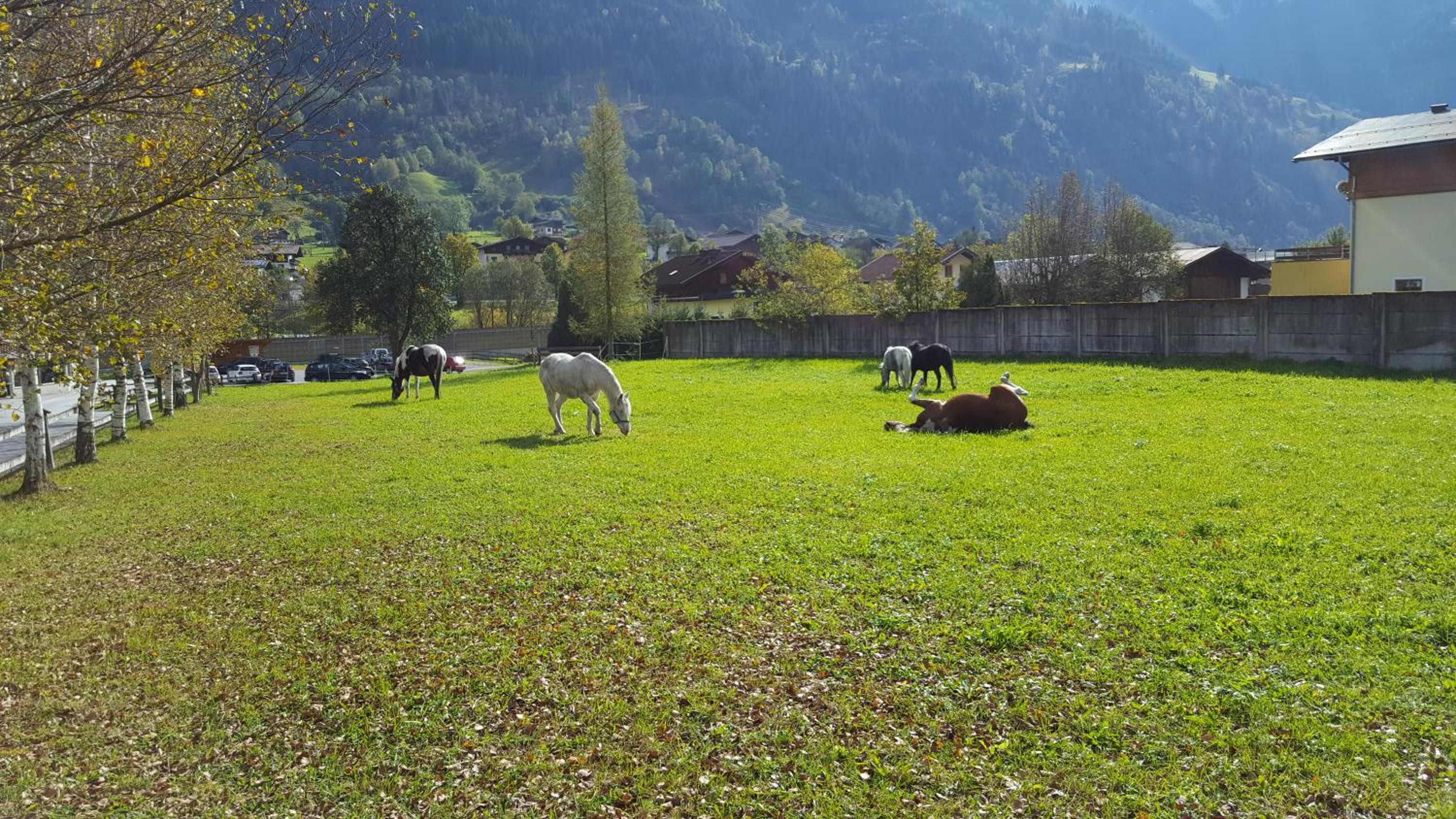 Haus Habetseder