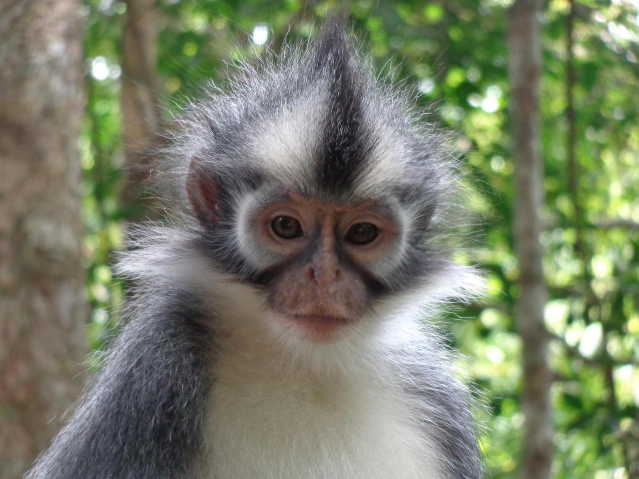 Villa Paradise - Bukit Lawang
