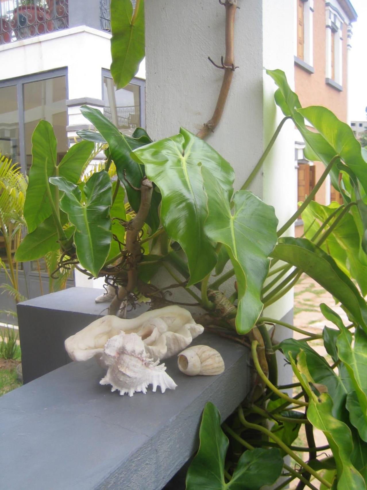 Meva Guesthouse