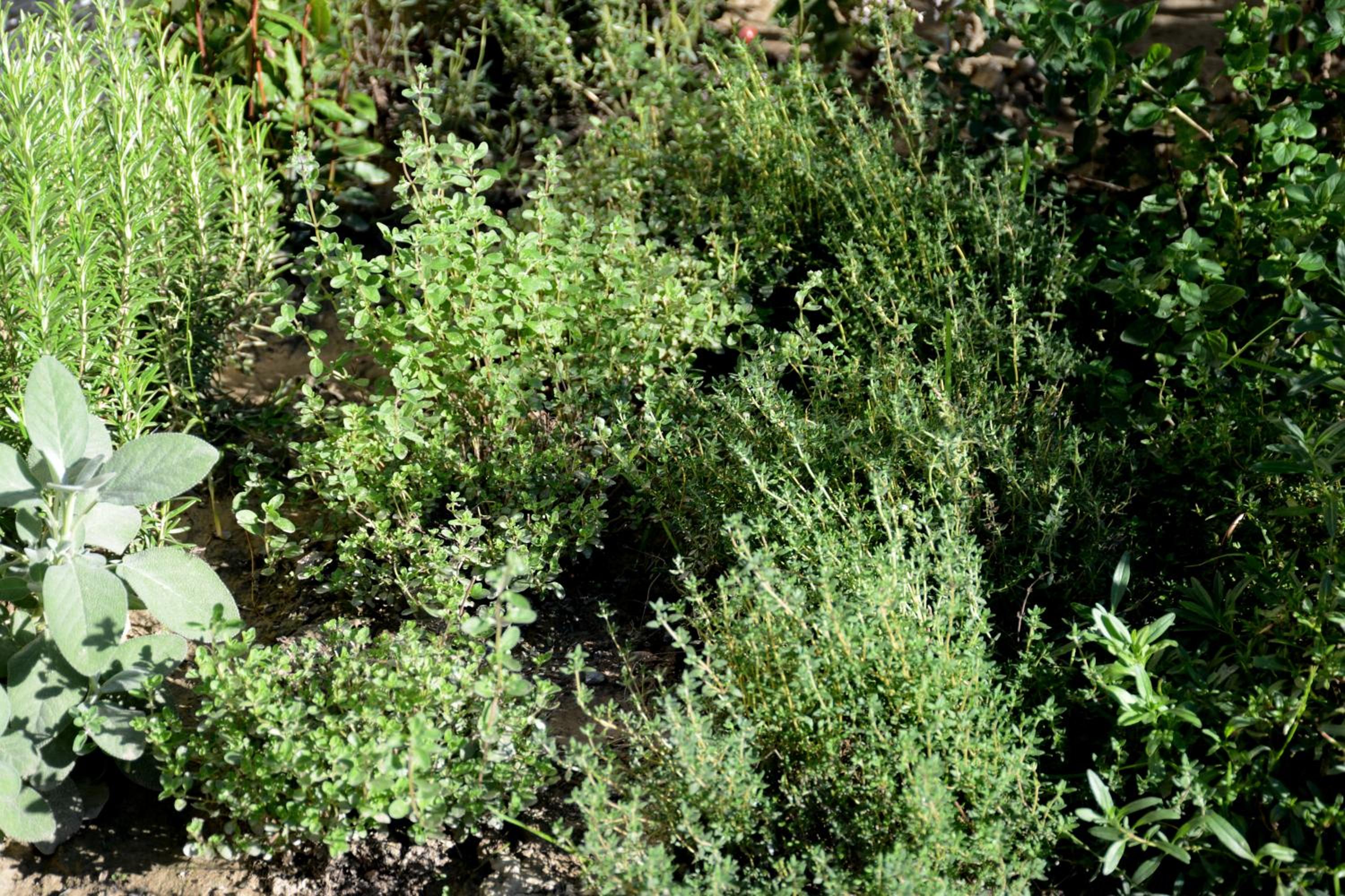 Photo 42