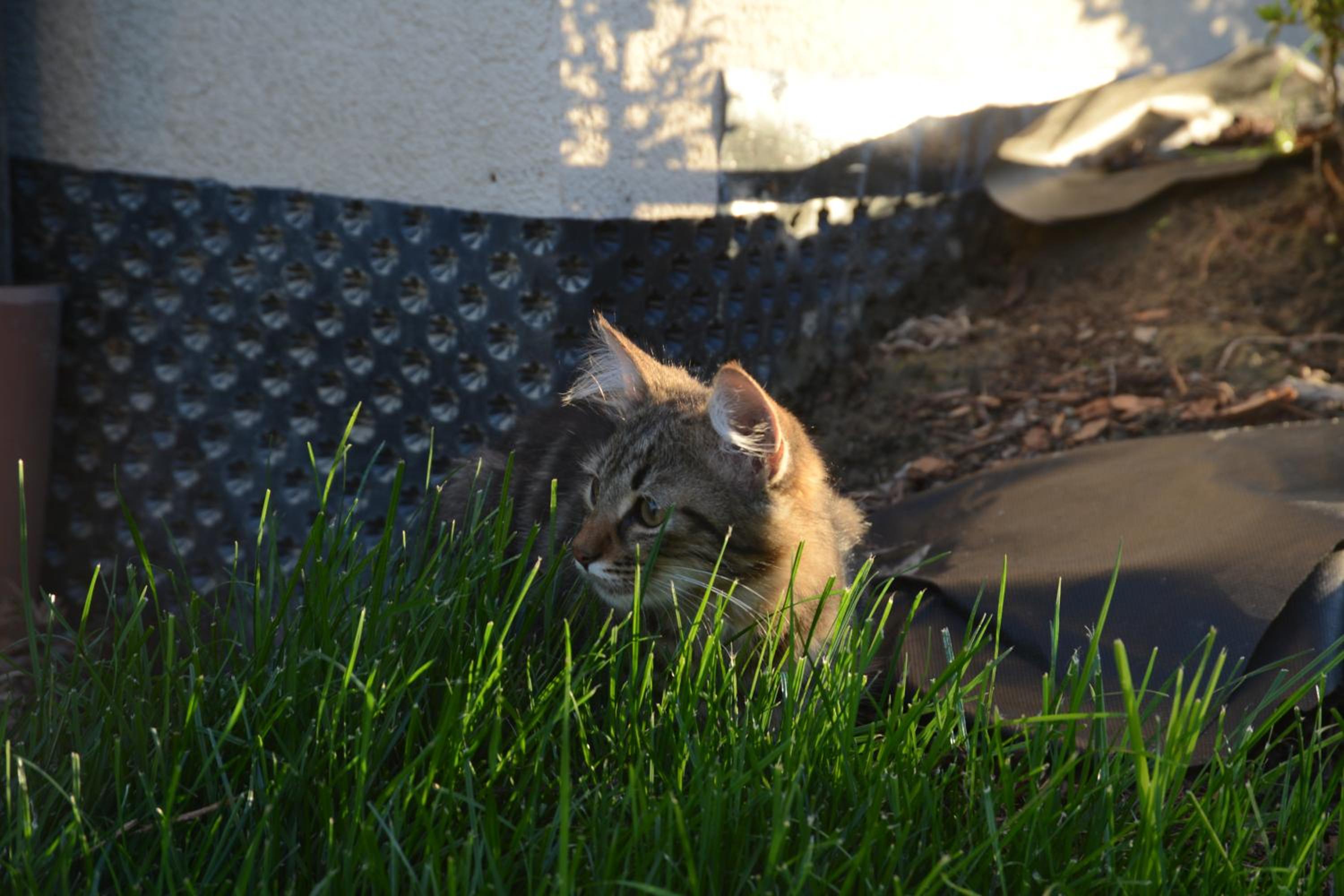 Photo 38