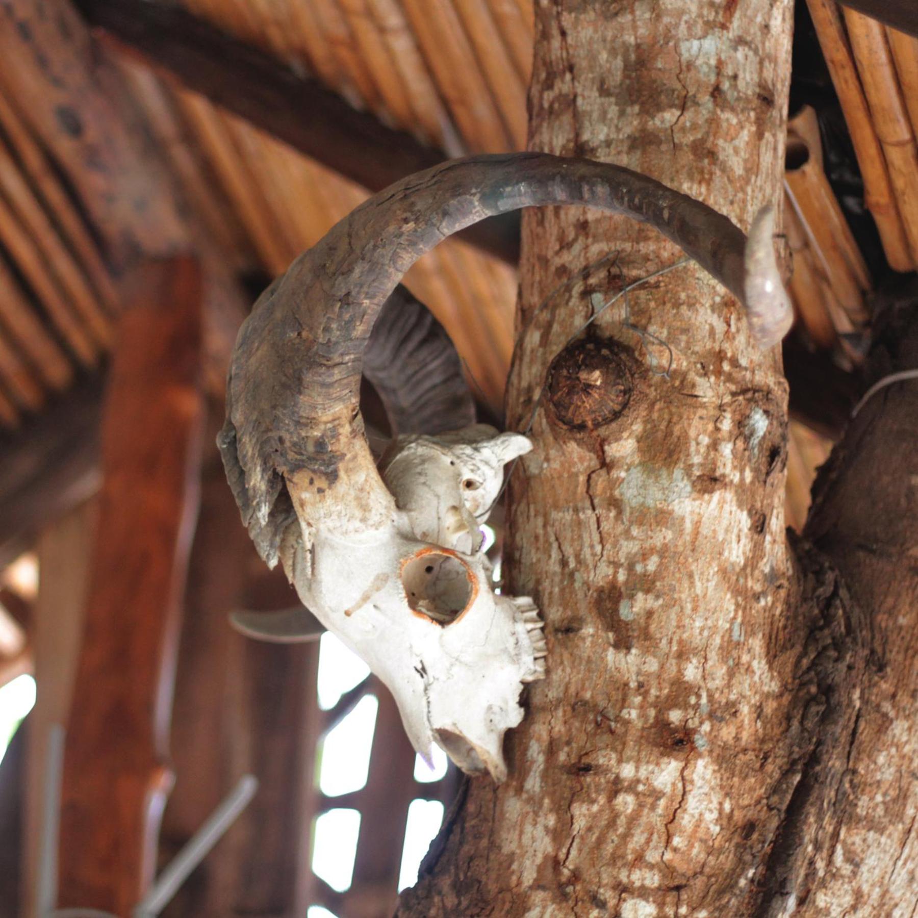 Lonesome George Ecolodge