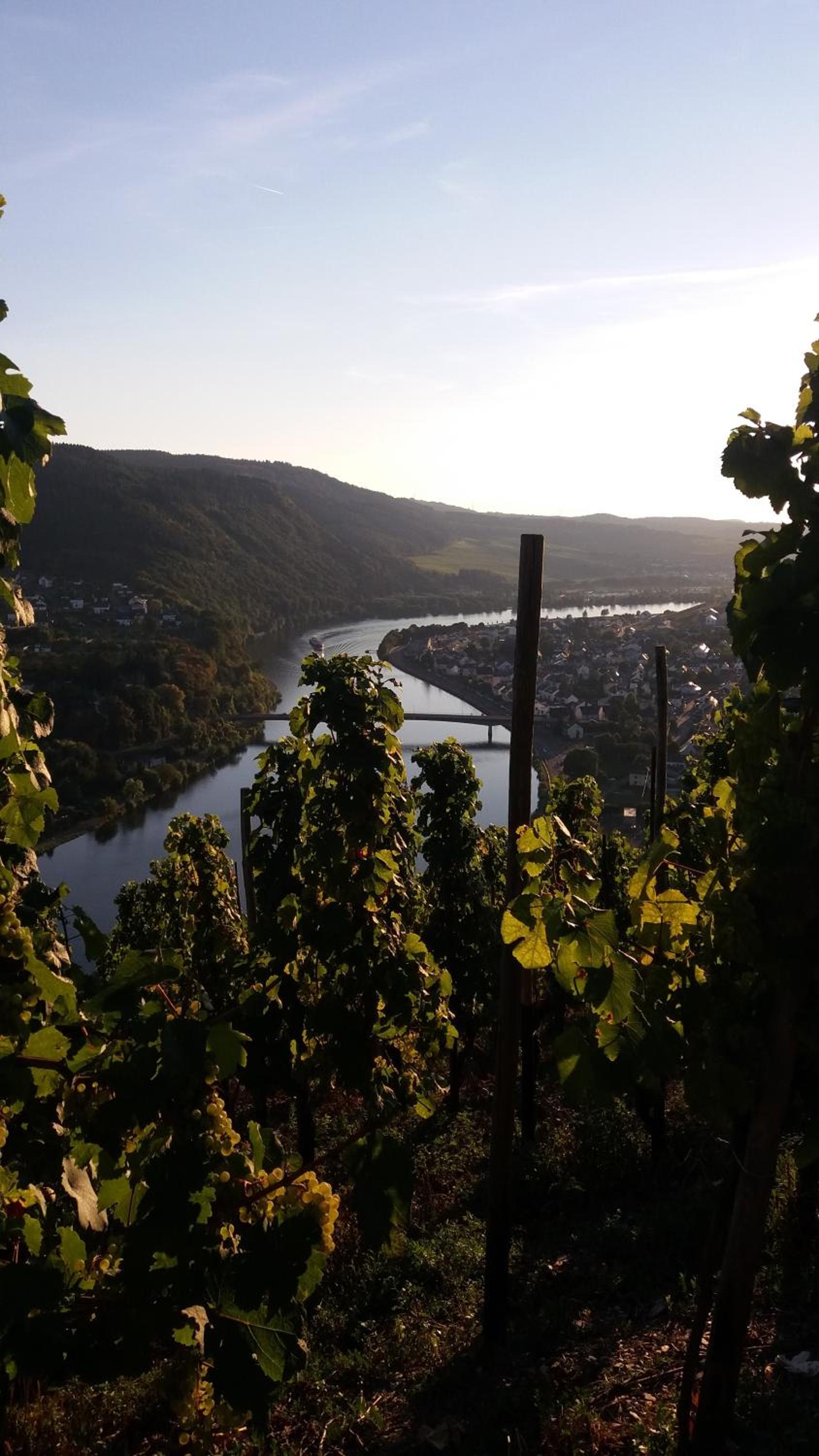 Gästehaus-Weingut Michael Scholer
