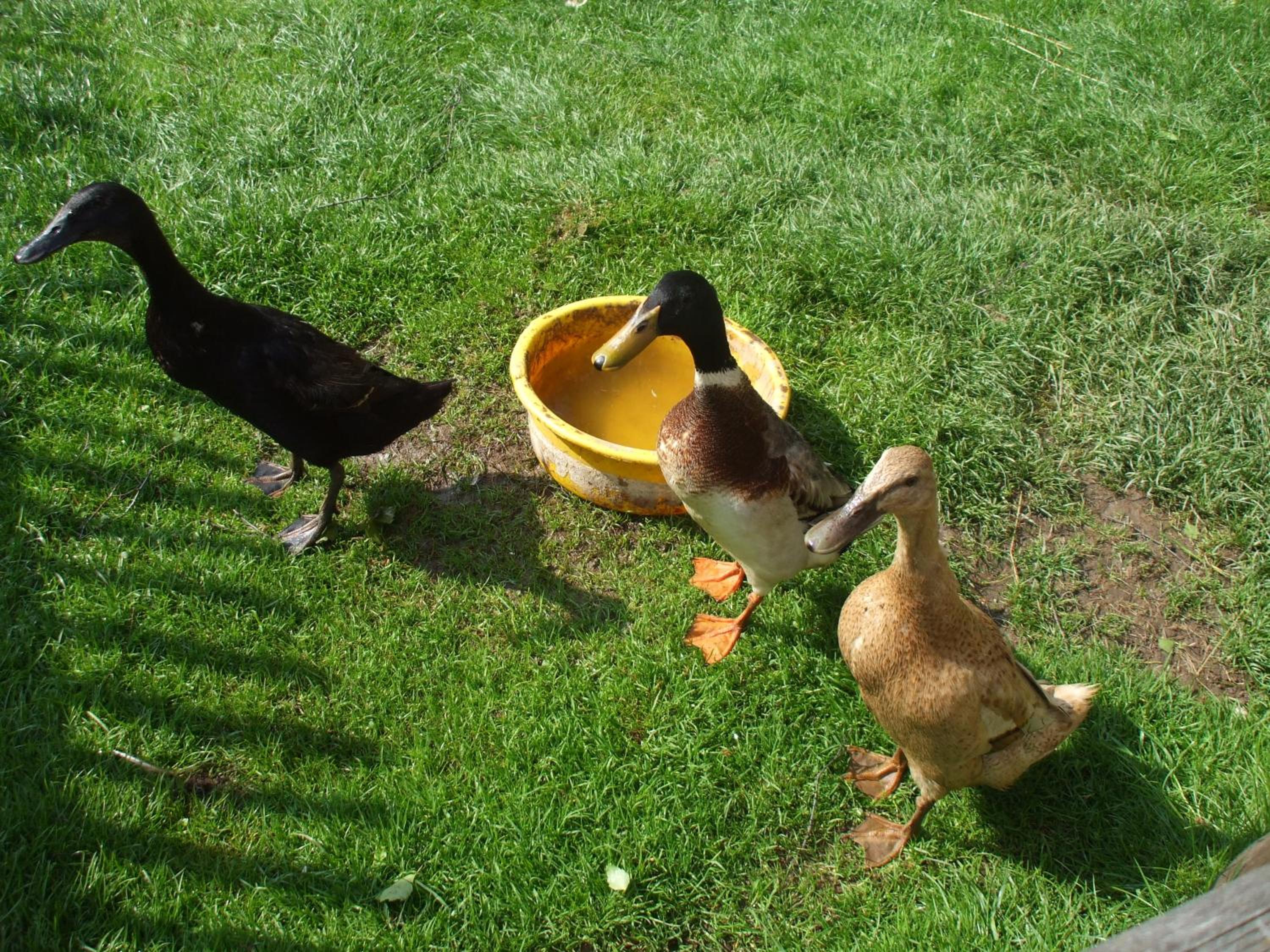 Photo 29