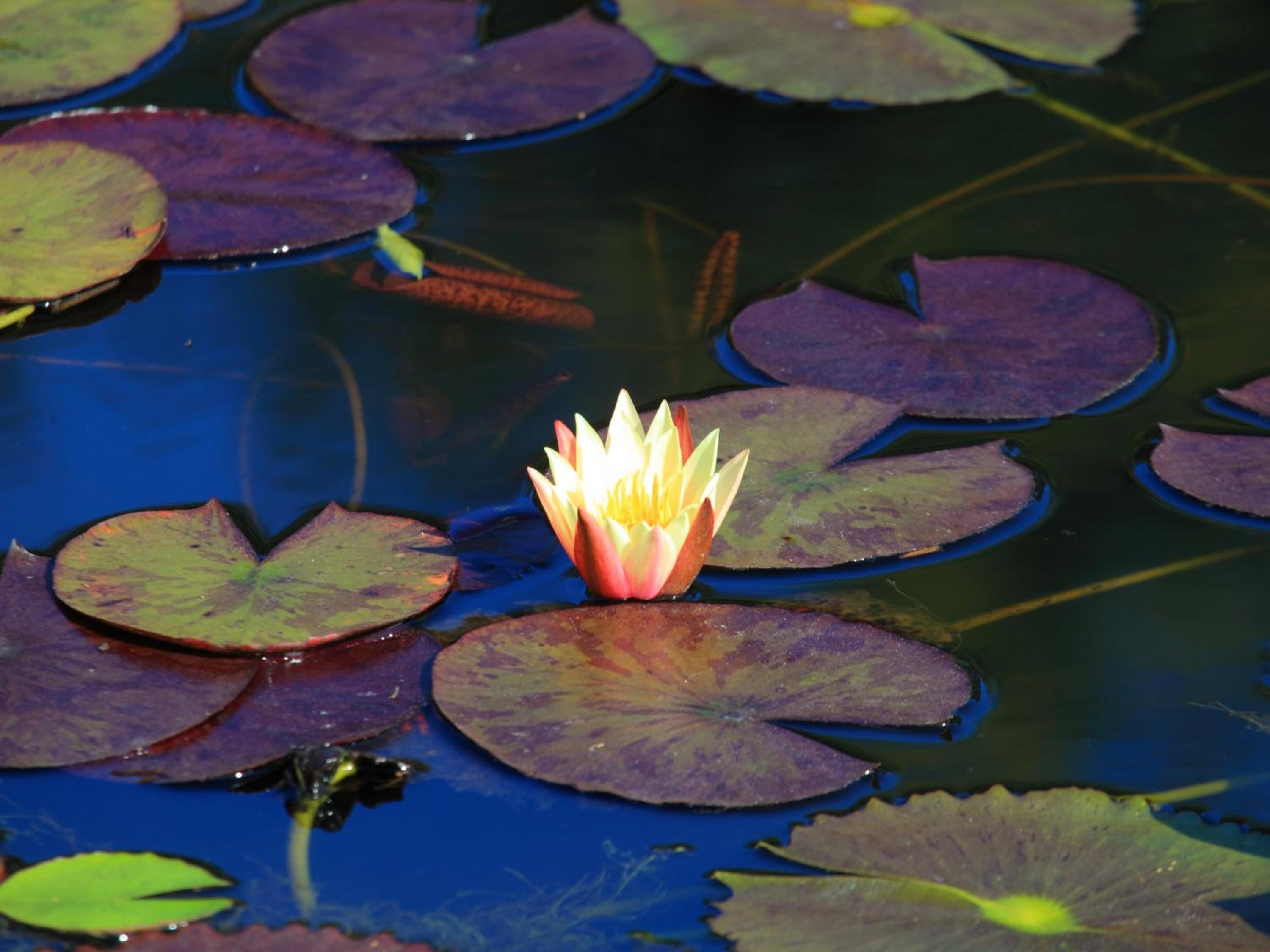 Lily Pond Country Lodge