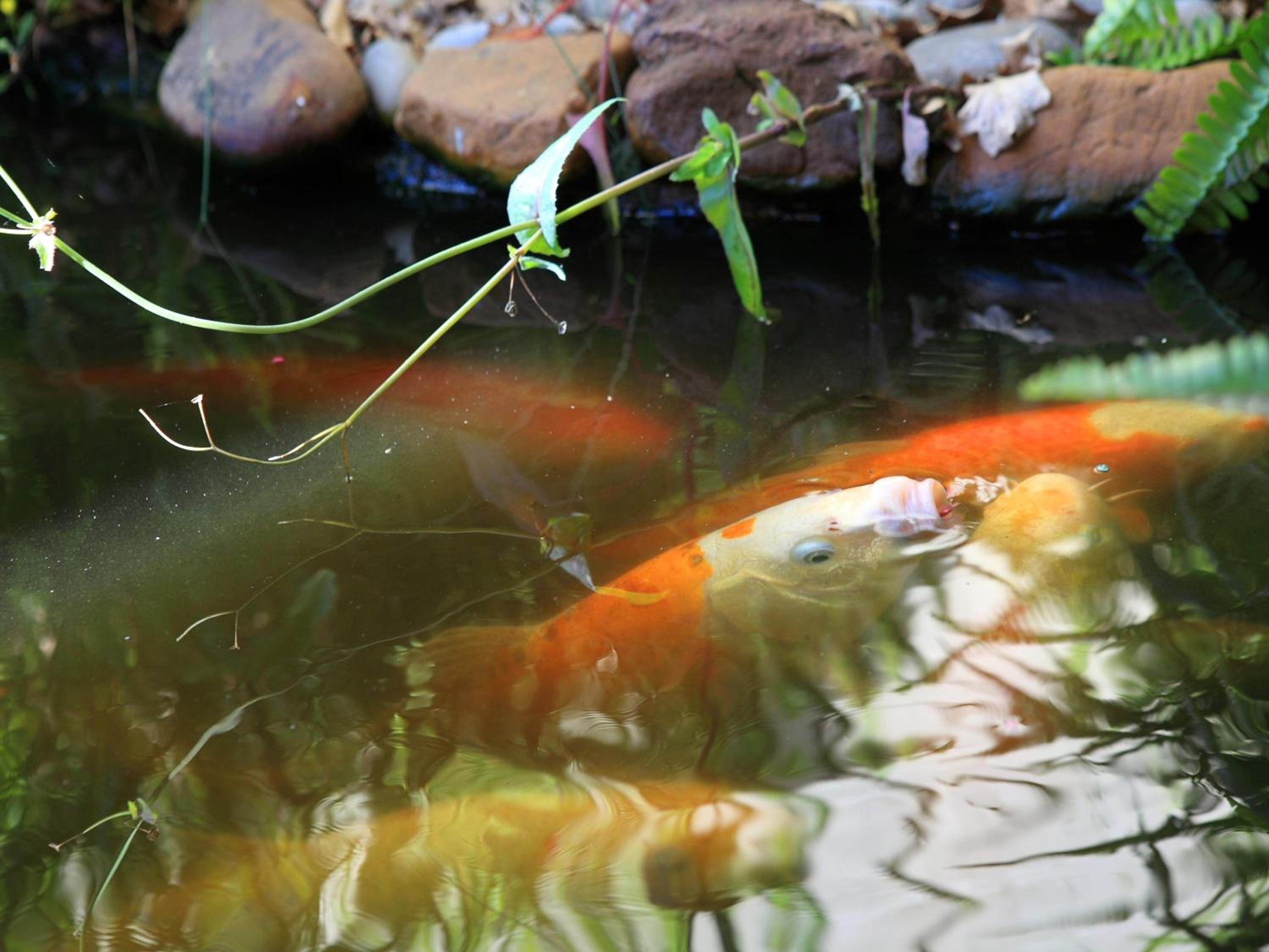 Lily Pond Country Lodge