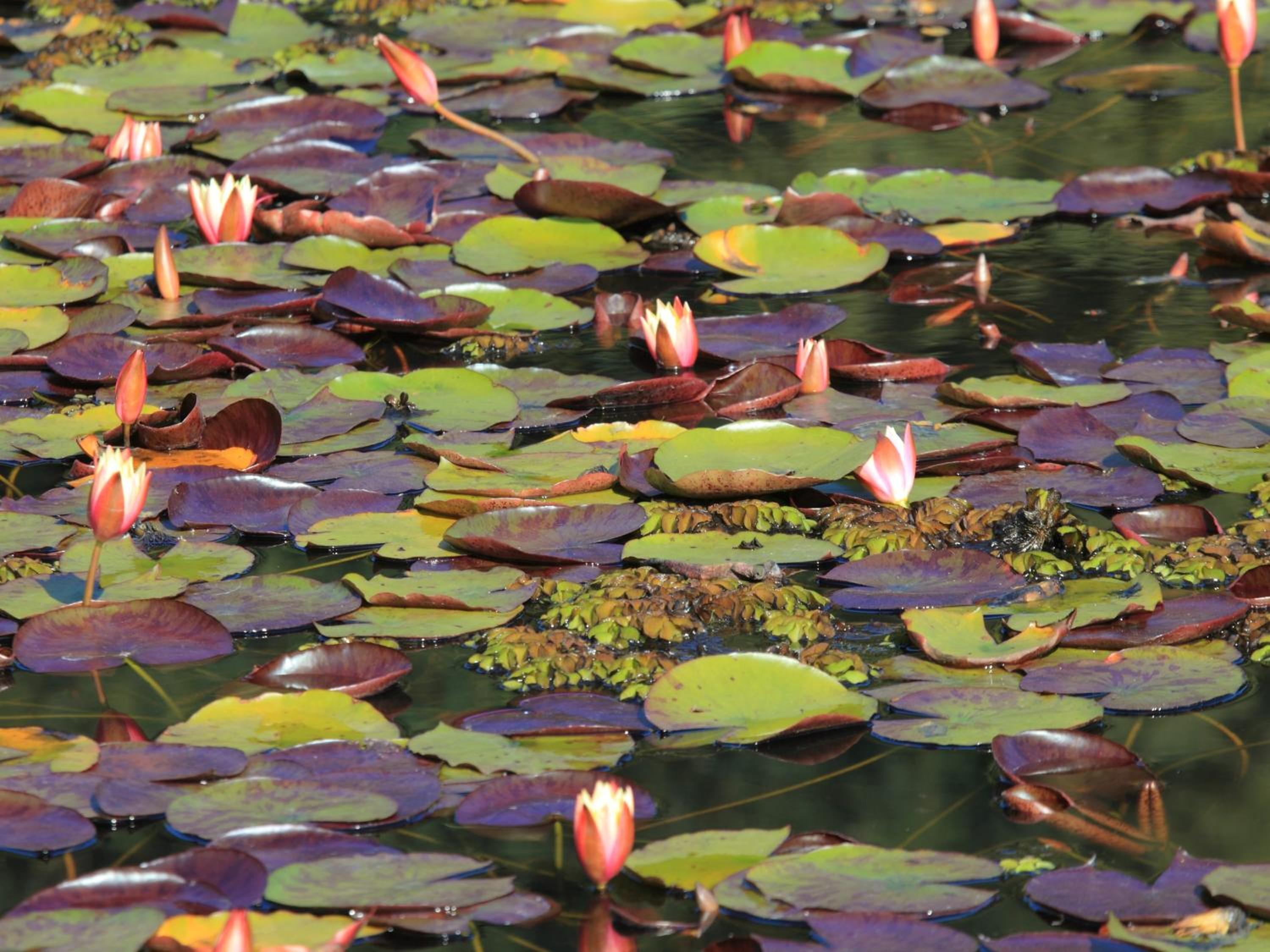 Lily Pond Country Lodge