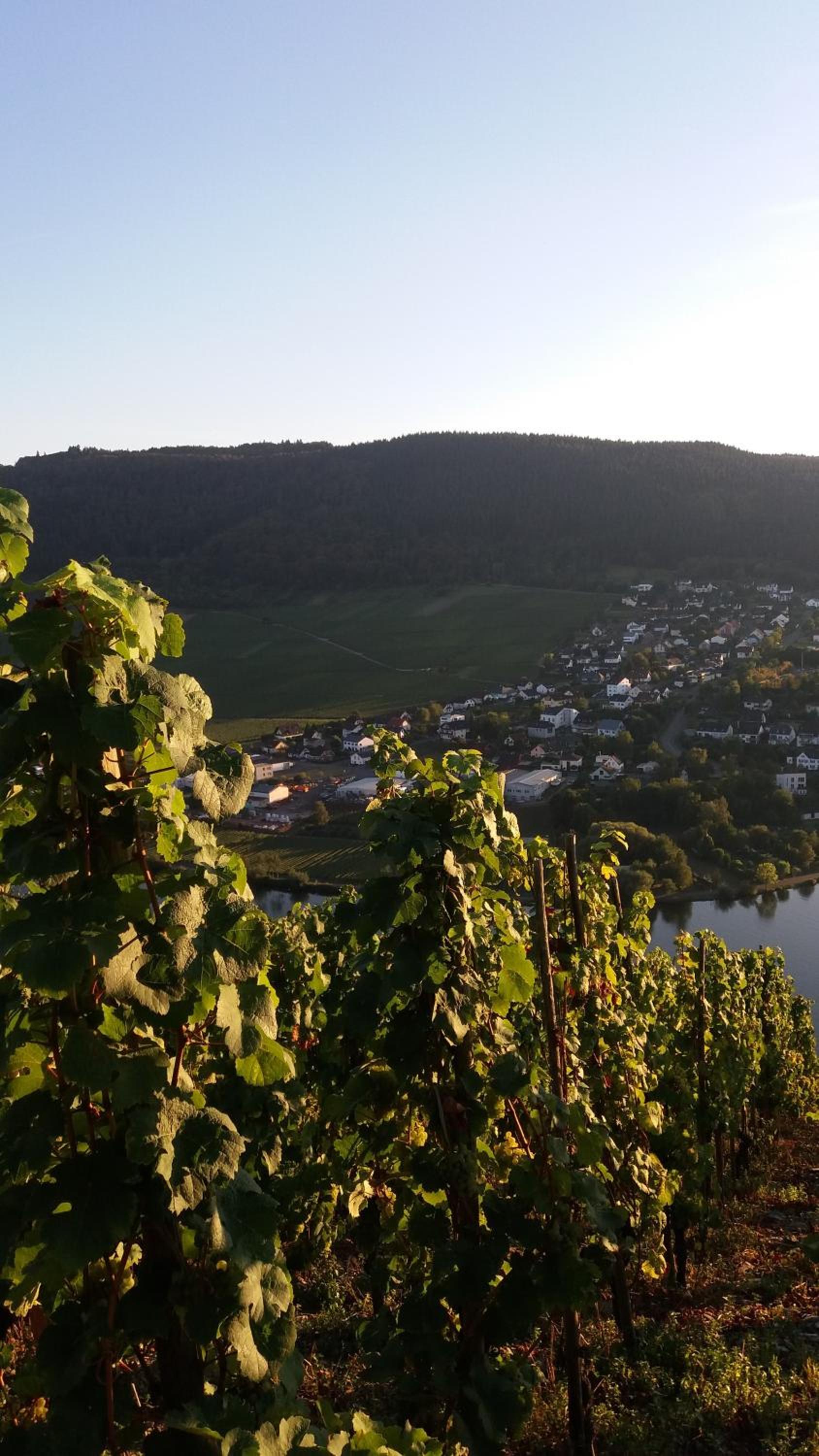 Gästehaus-Weingut Michael Scholer