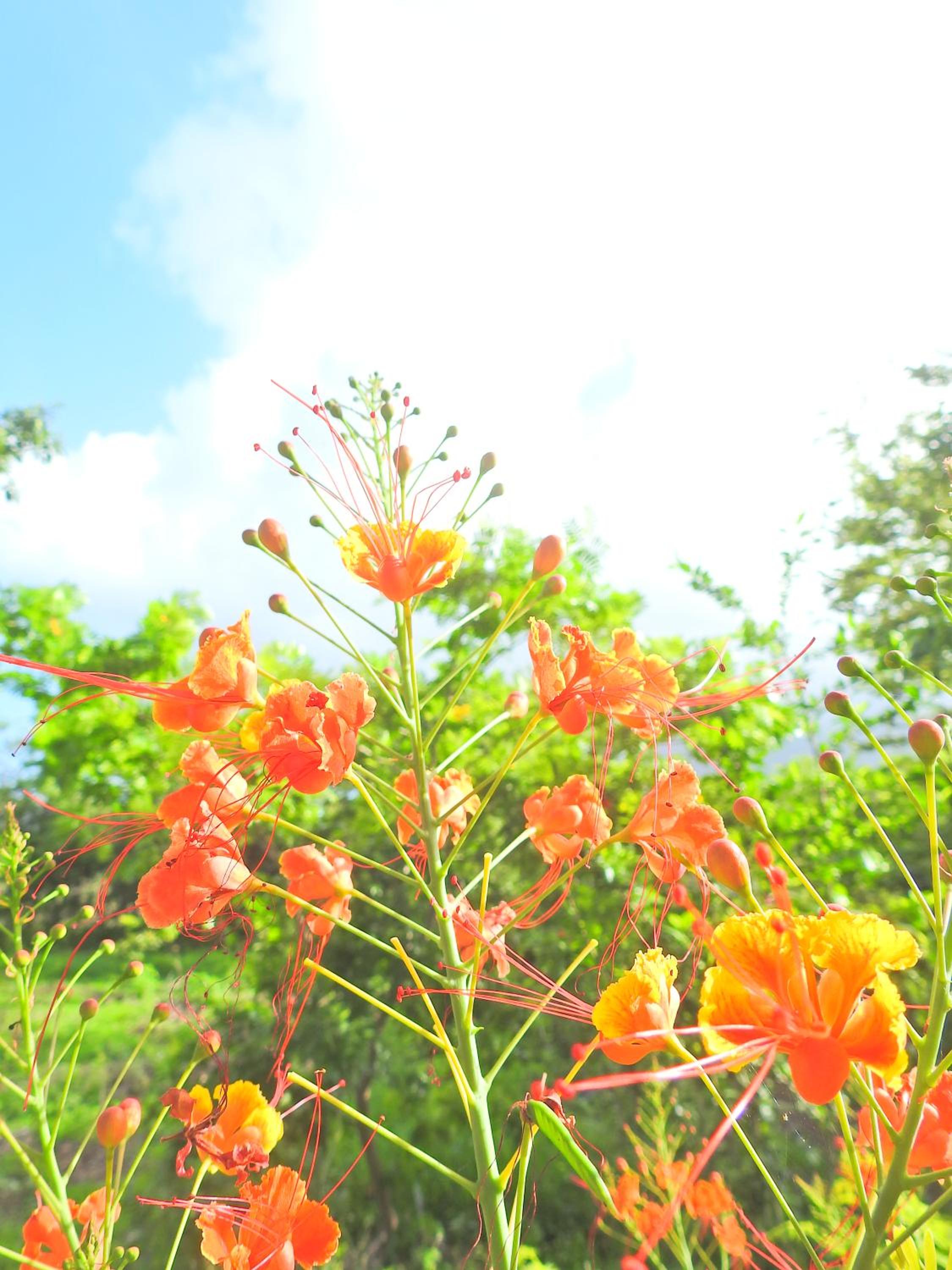 Photo 48