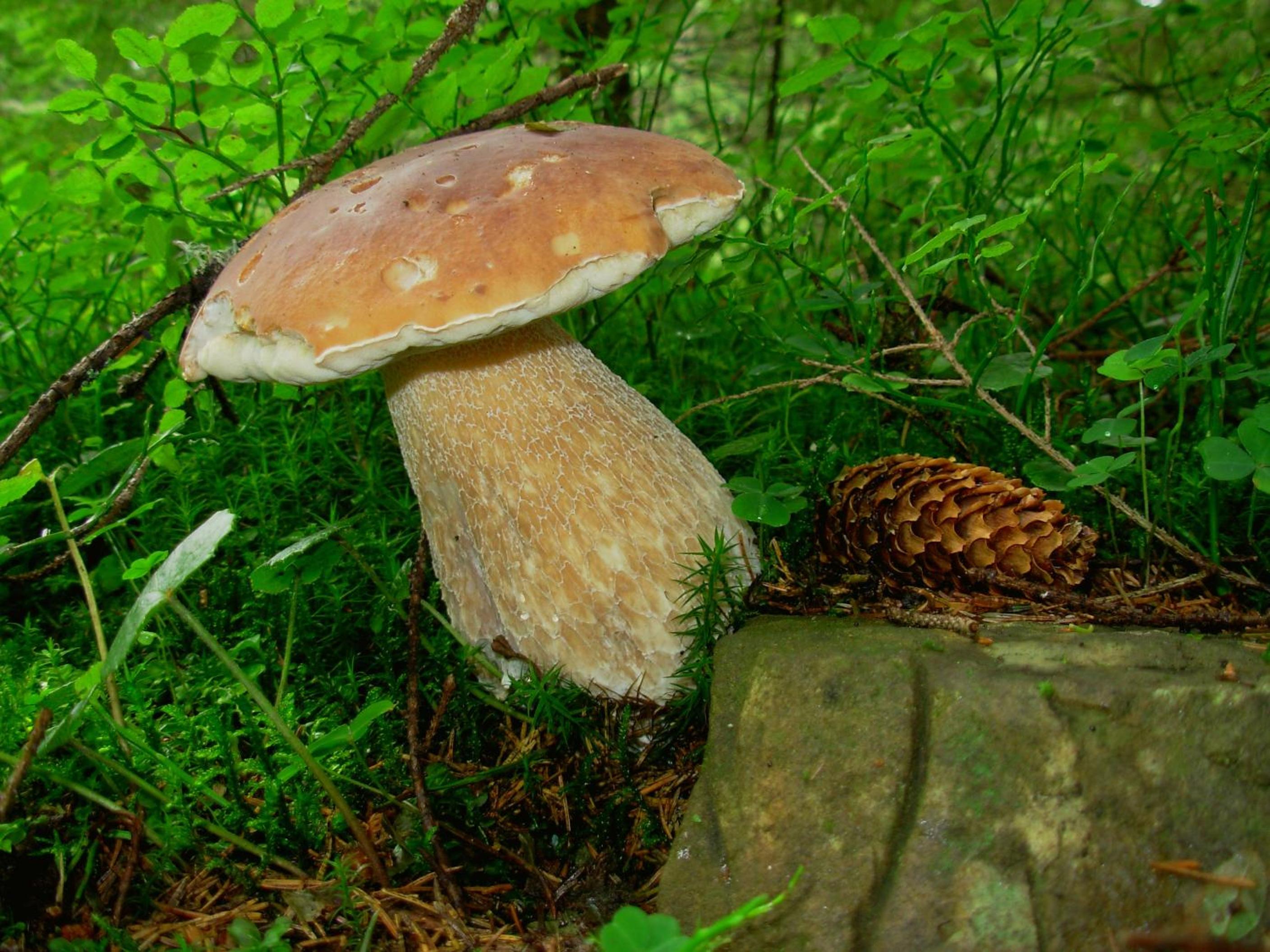 Photo 44