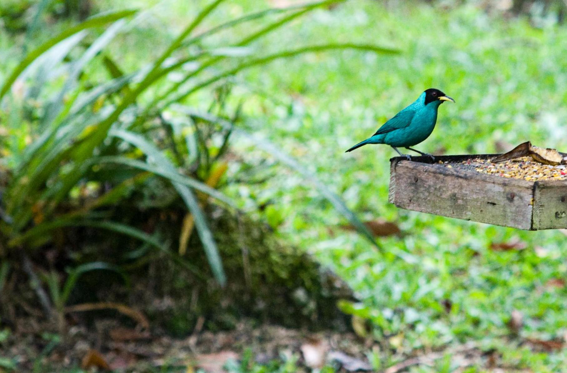 Sitio Namaste Paraty