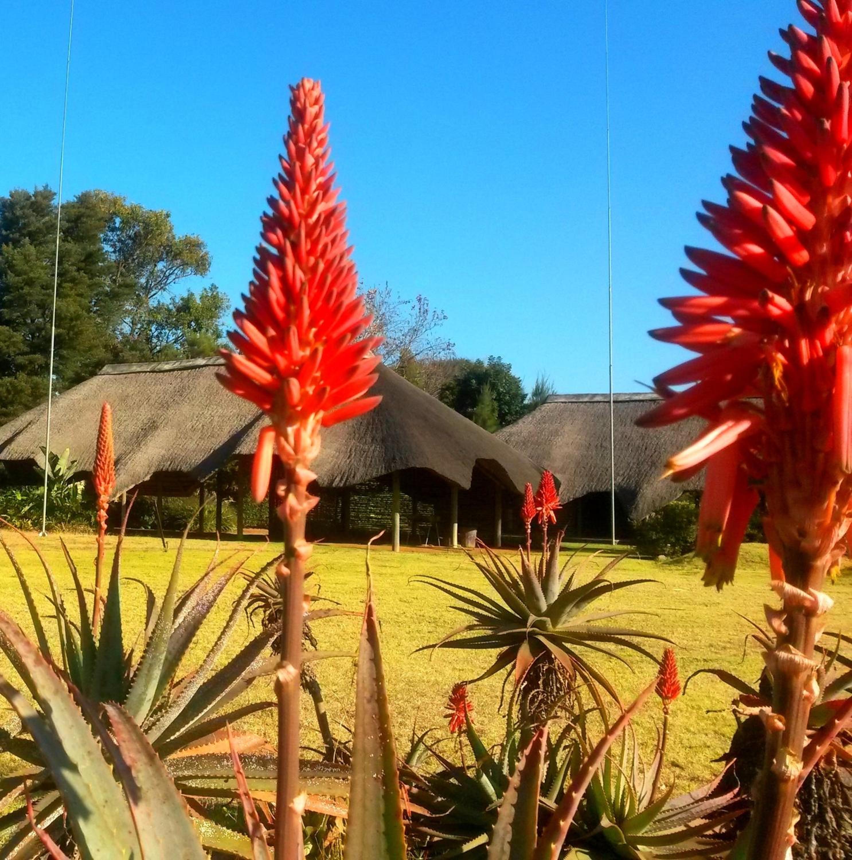 African Flair Country Lodge view 5