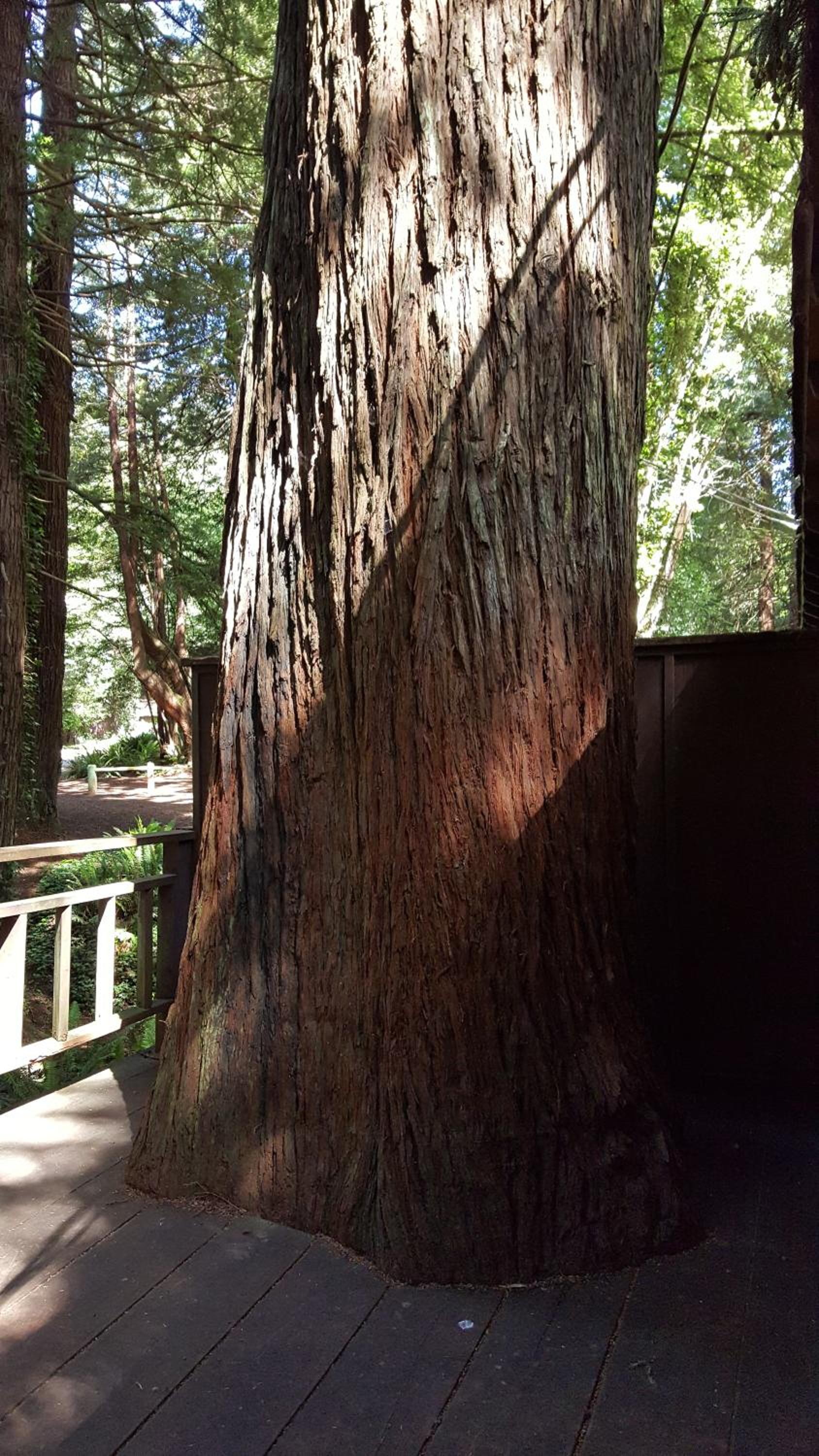 Emerald Forest Cabins