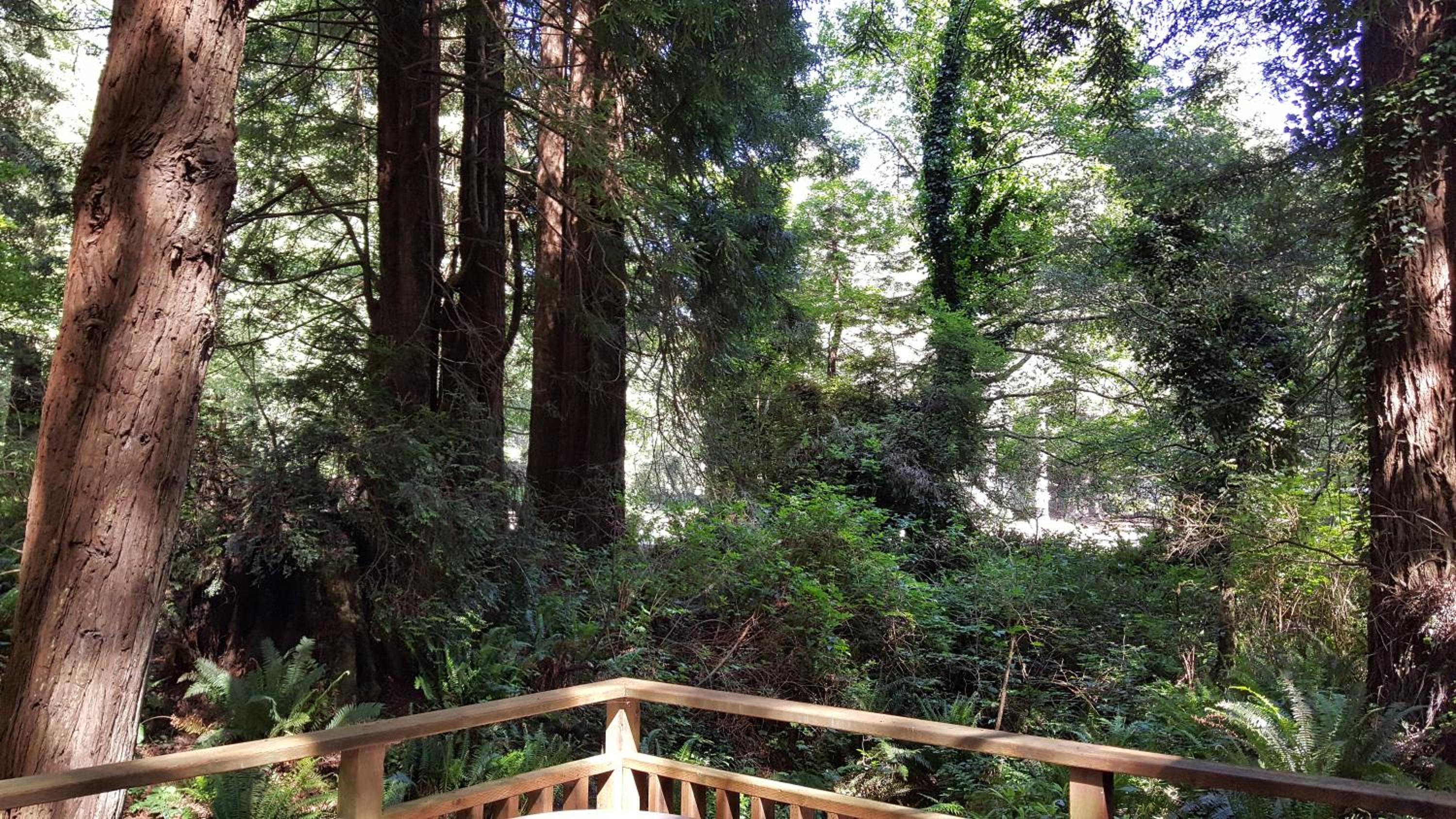 Emerald Forest Cabins