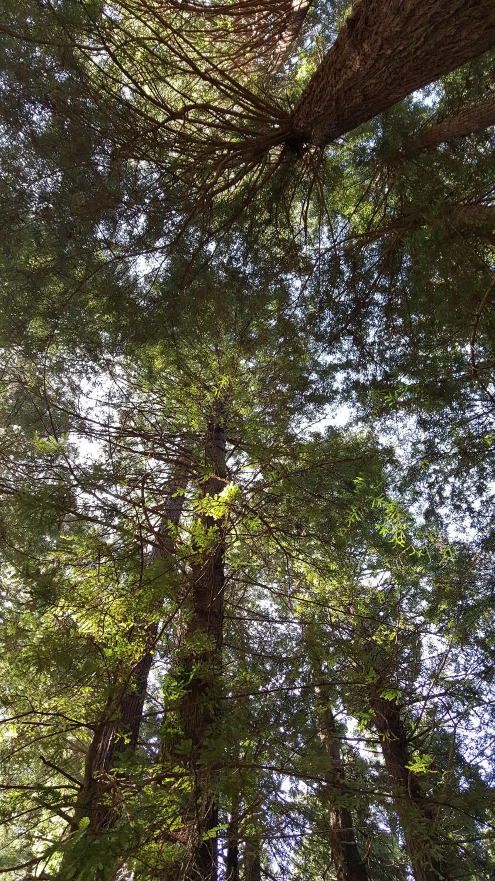 Emerald Forest Cabins